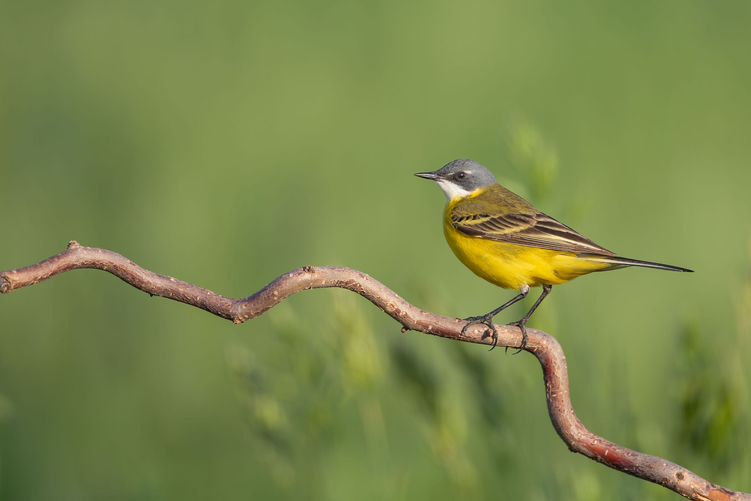 wagtail