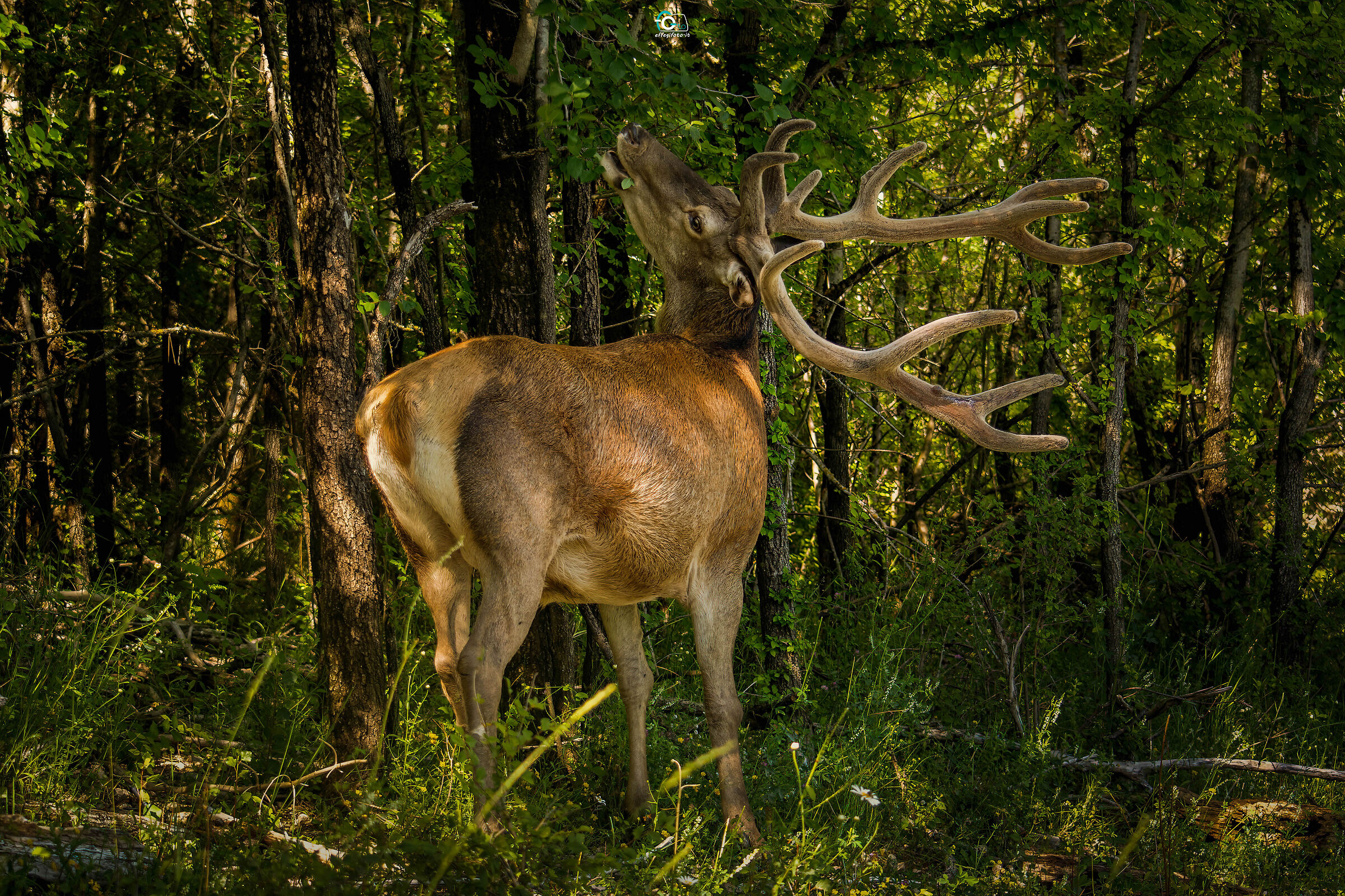 In the thick of the woods