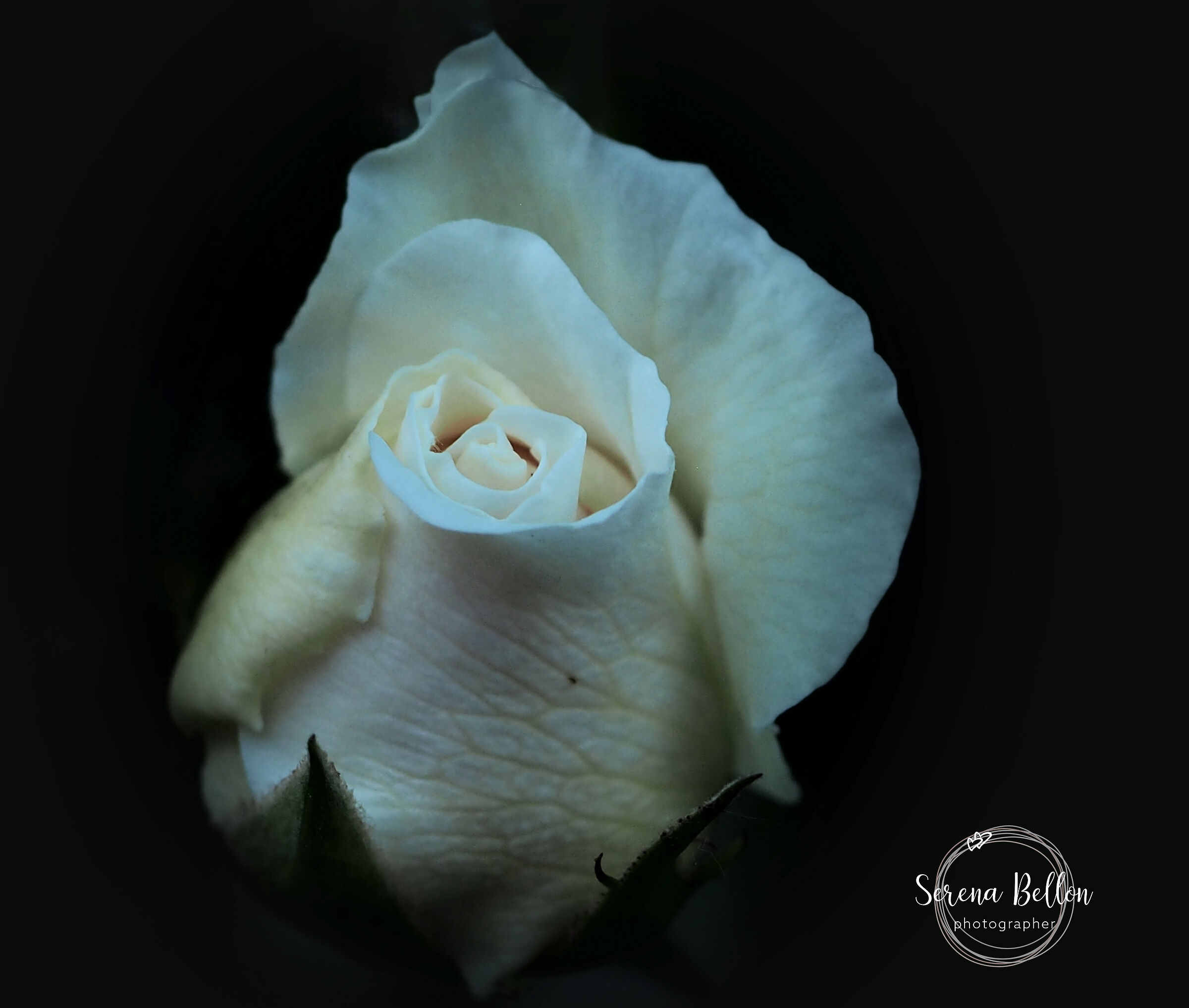 rosa, lei ha vissuto quel che vivono le rose lo spazio