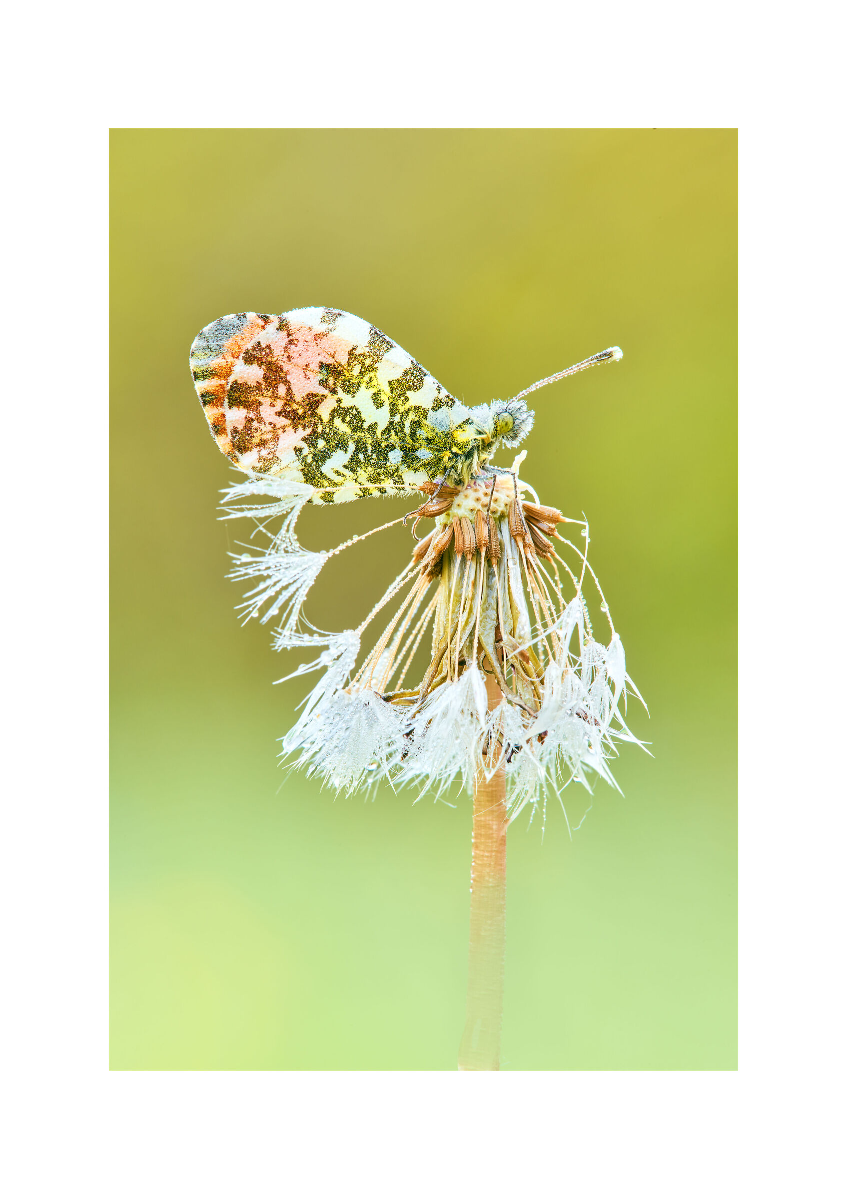 anthocharis cardamines (l., 1758)