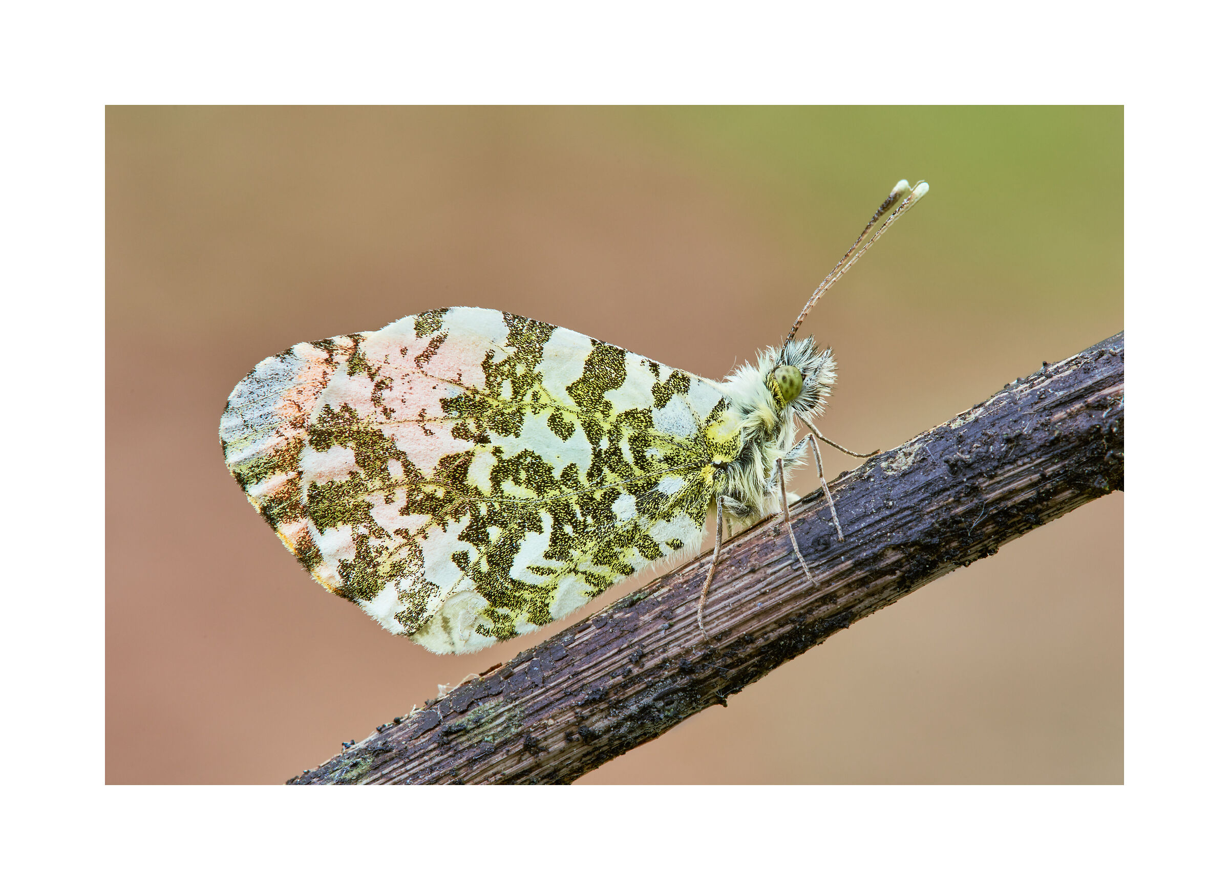 anthocharis cardamines (l., 1758)