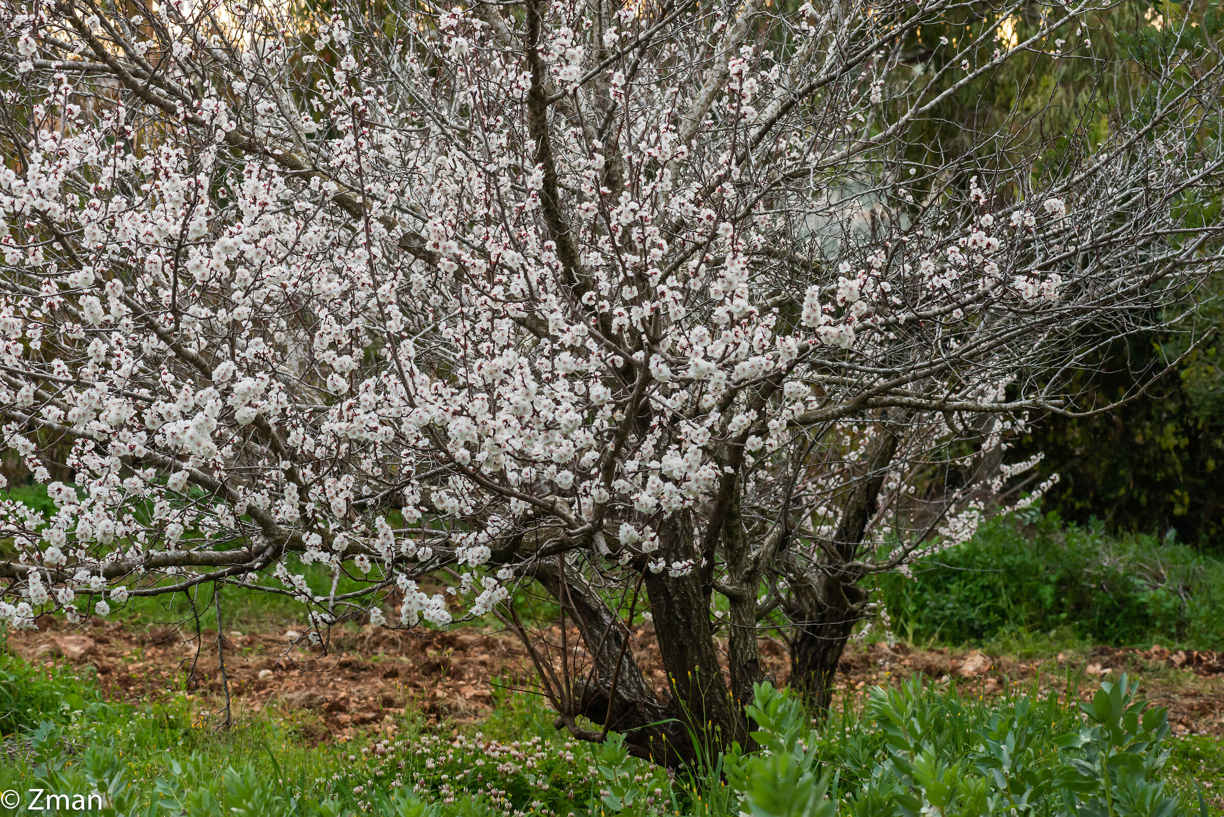 Apricot Blooms