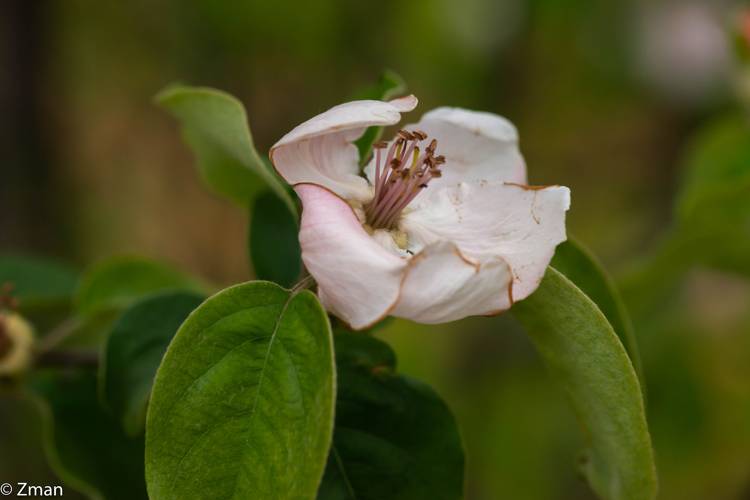 Quince Bloom