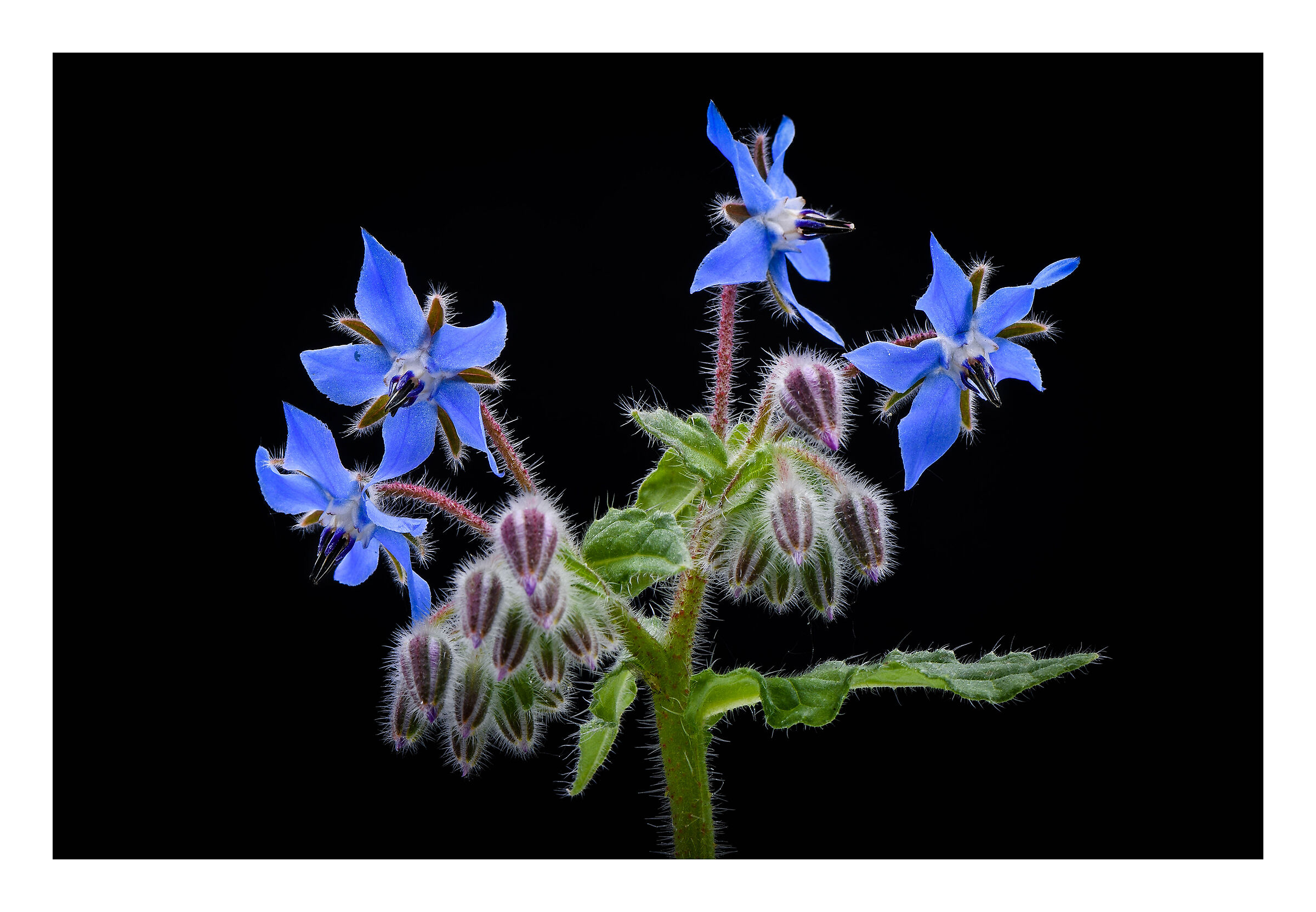Borage.