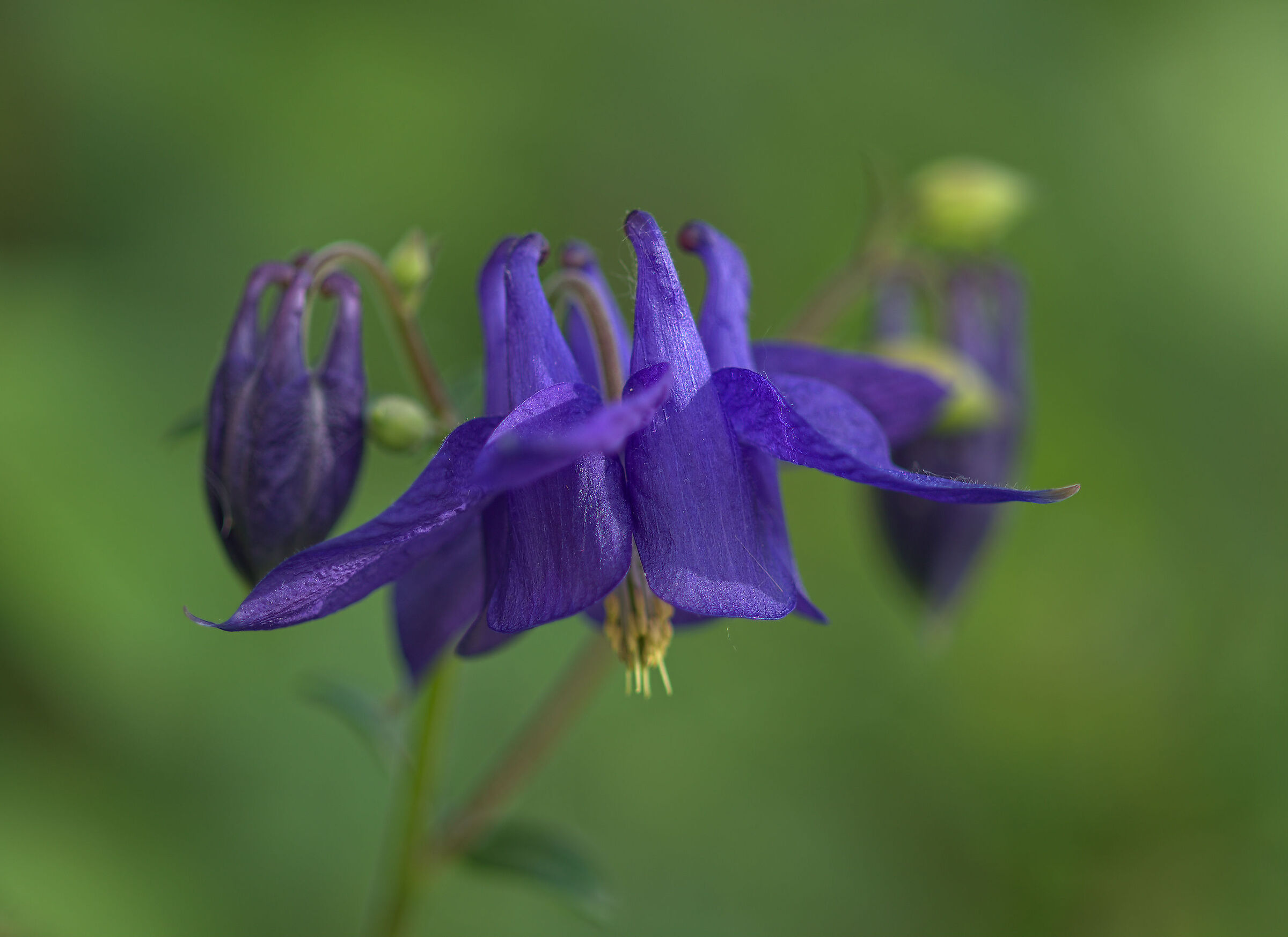 Aquilegia