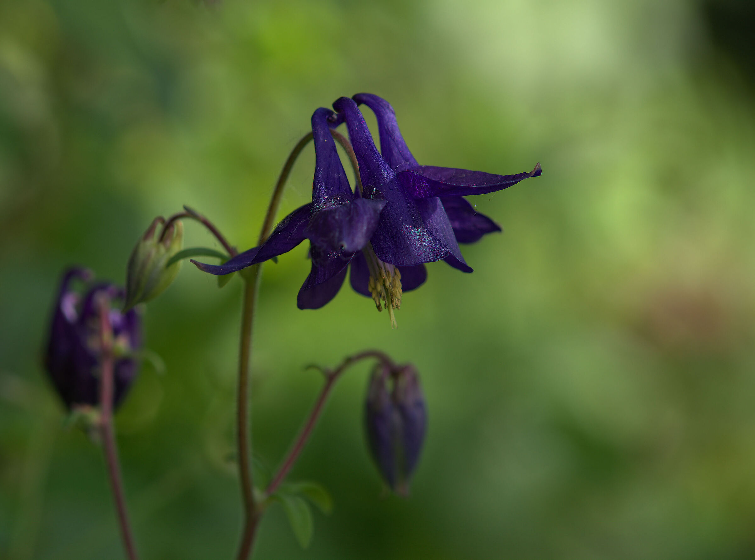 Aquilegia