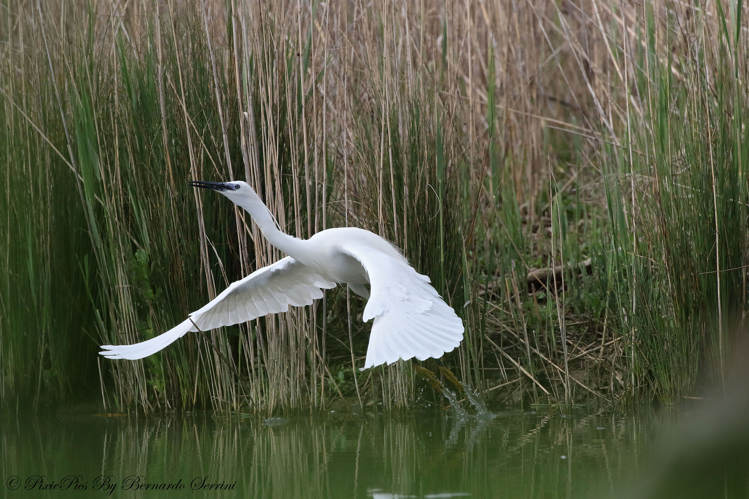 Egret in flight