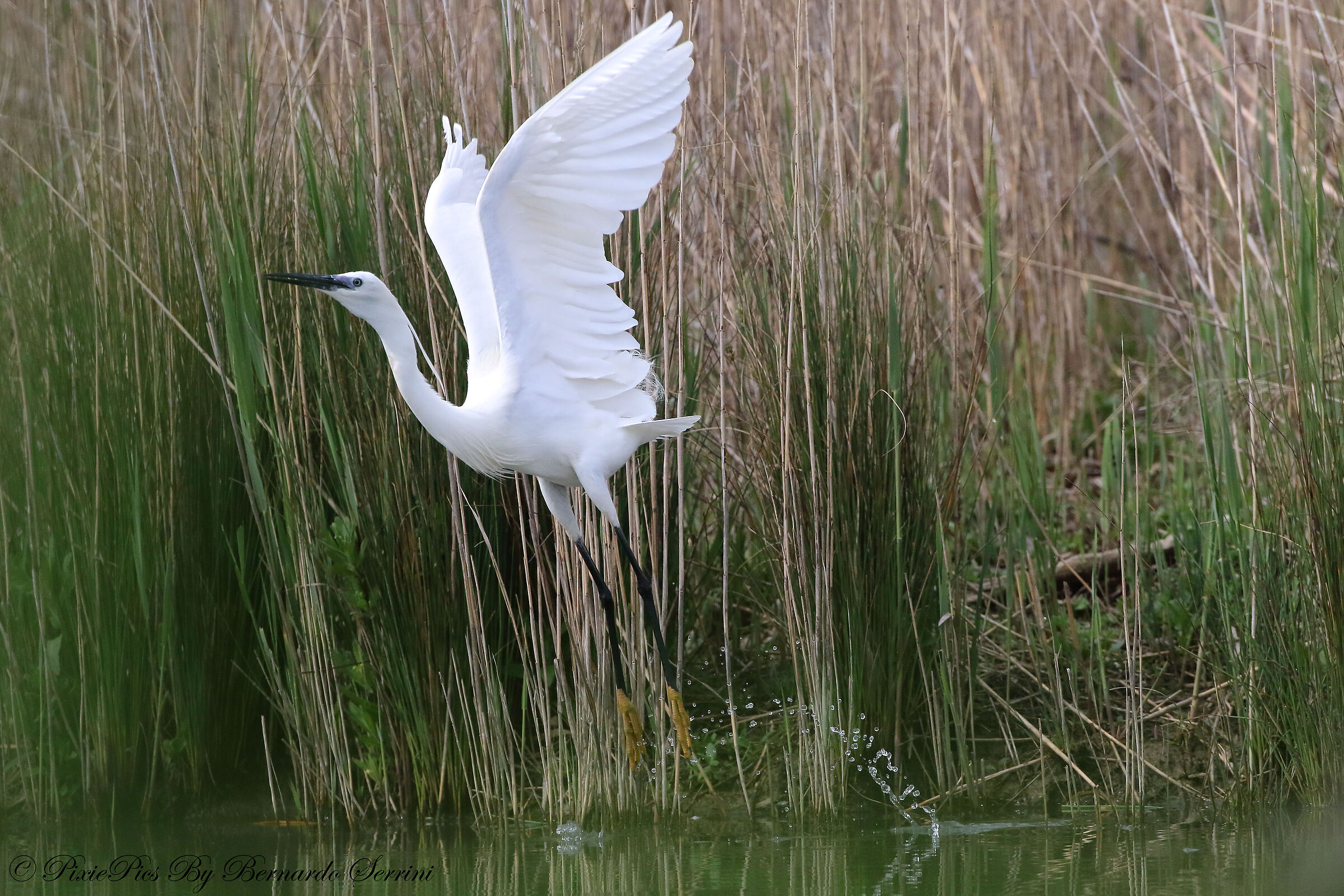 Egret in flight