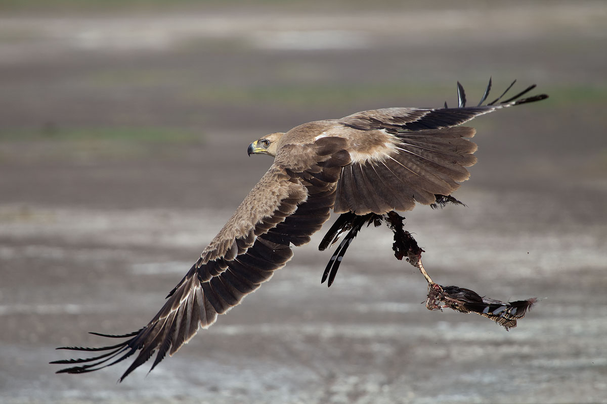 Eagle of the steppes