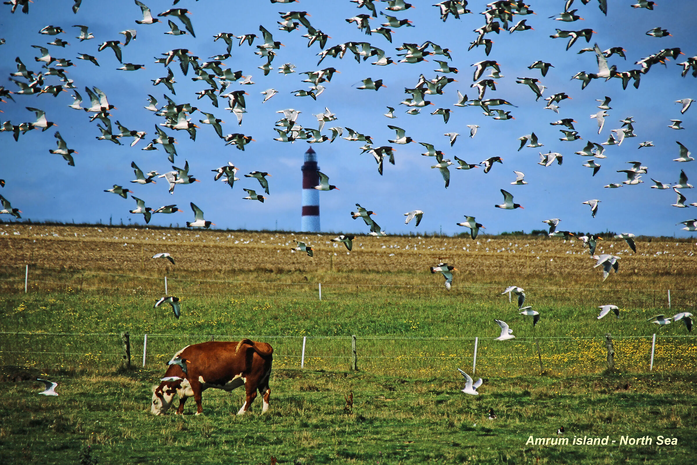 Cow, seagulls and lighthouse