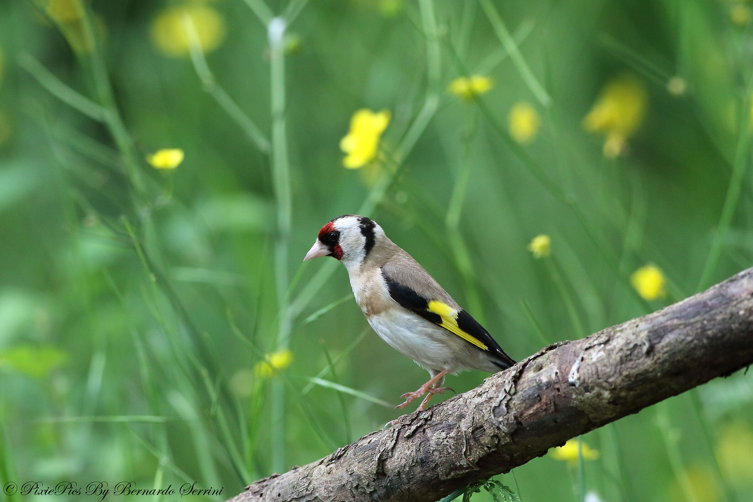 goldfinch