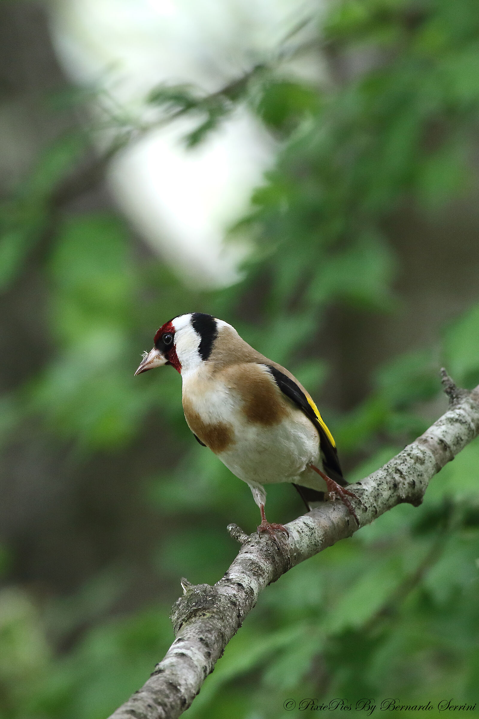 goldfinch