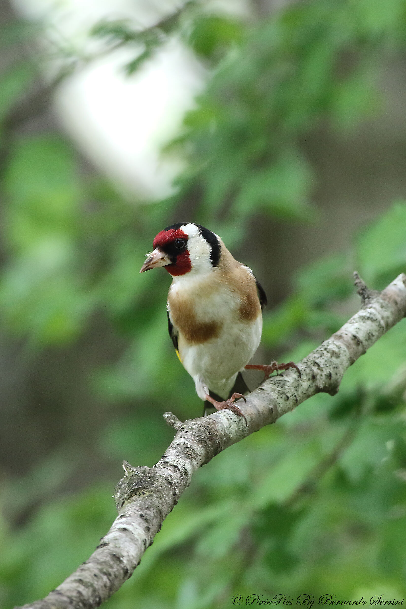 goldfinch