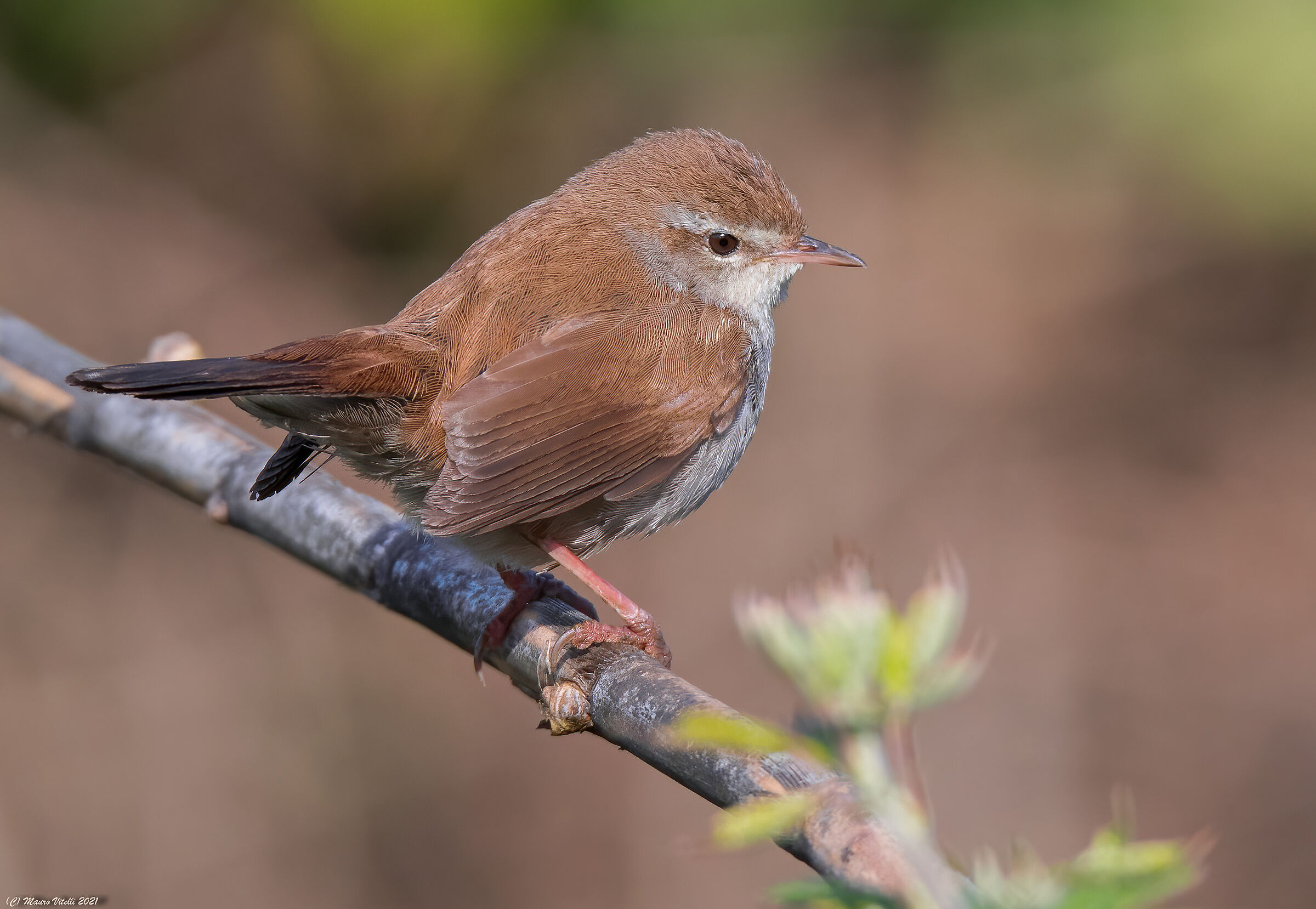 Usignolo di fiume (Cettia cetti)