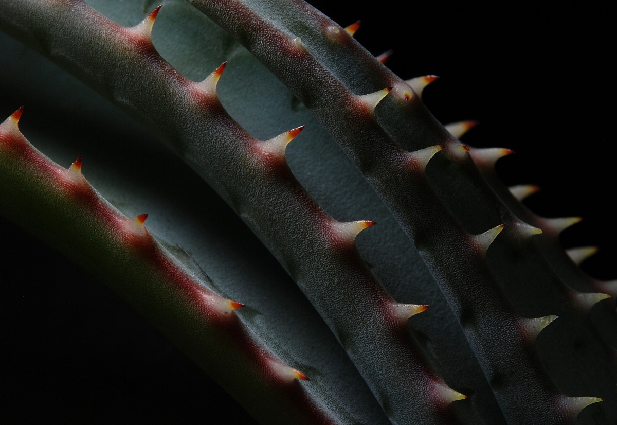 Aloe suprafoliata