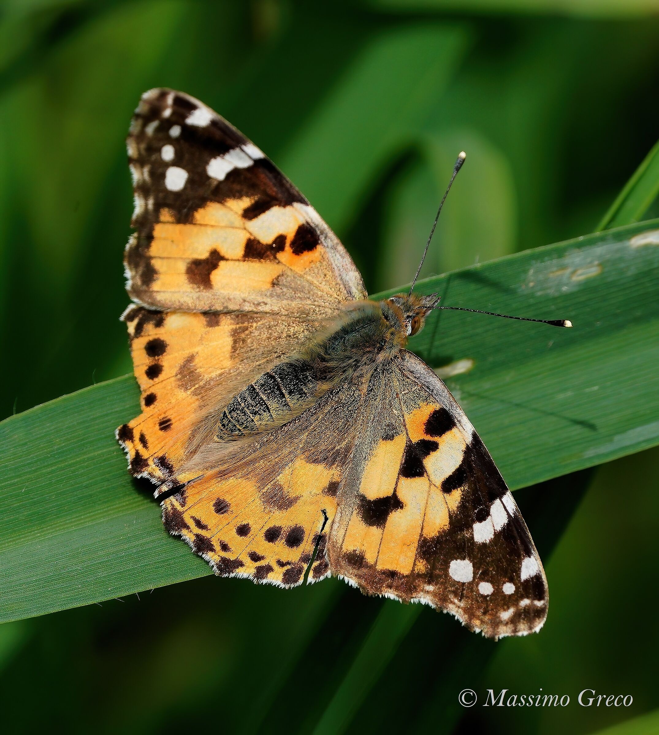 Painted lady