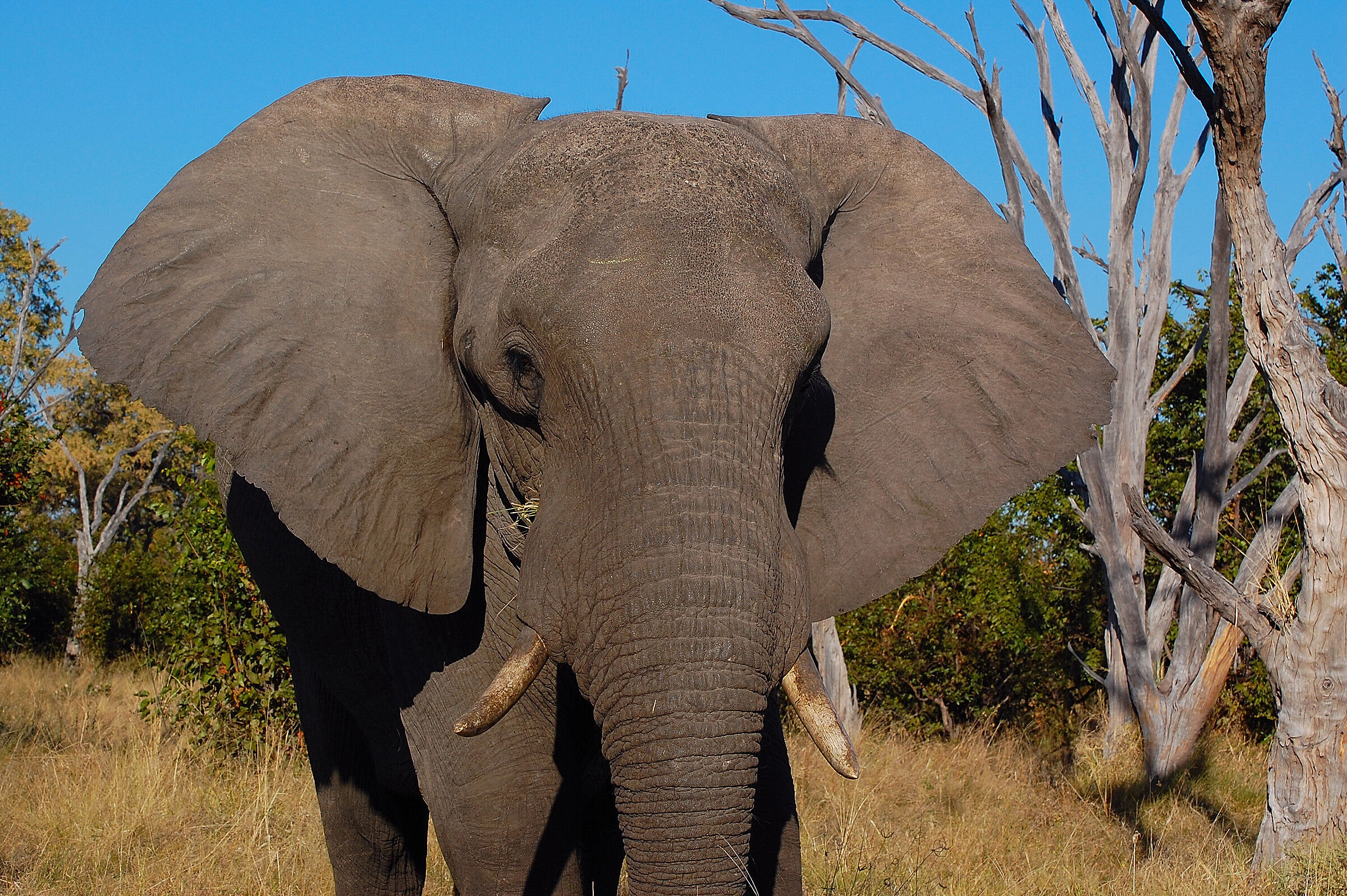 Botswana: the wise advice not to get too close