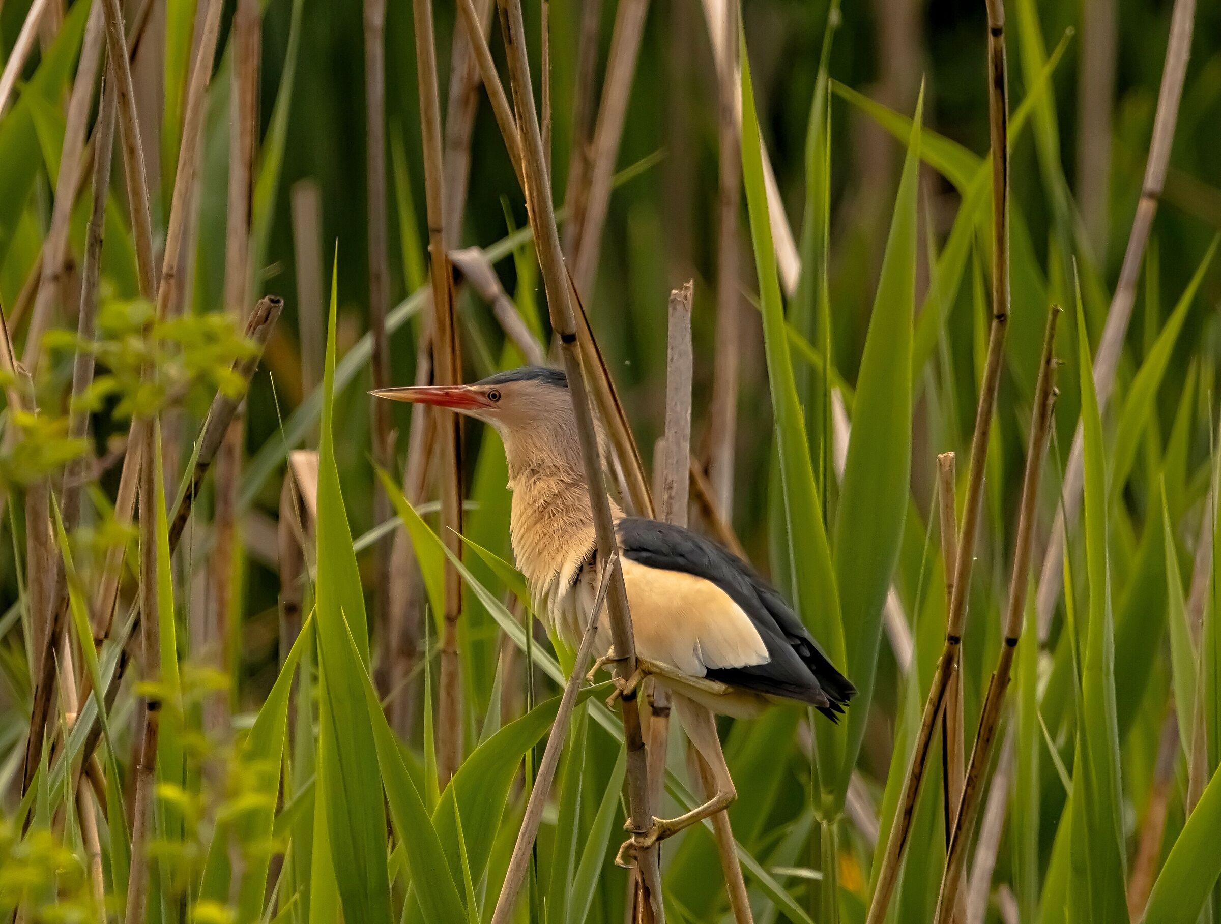 Tarabusino in stop Oasis Lipu 6/05/2021