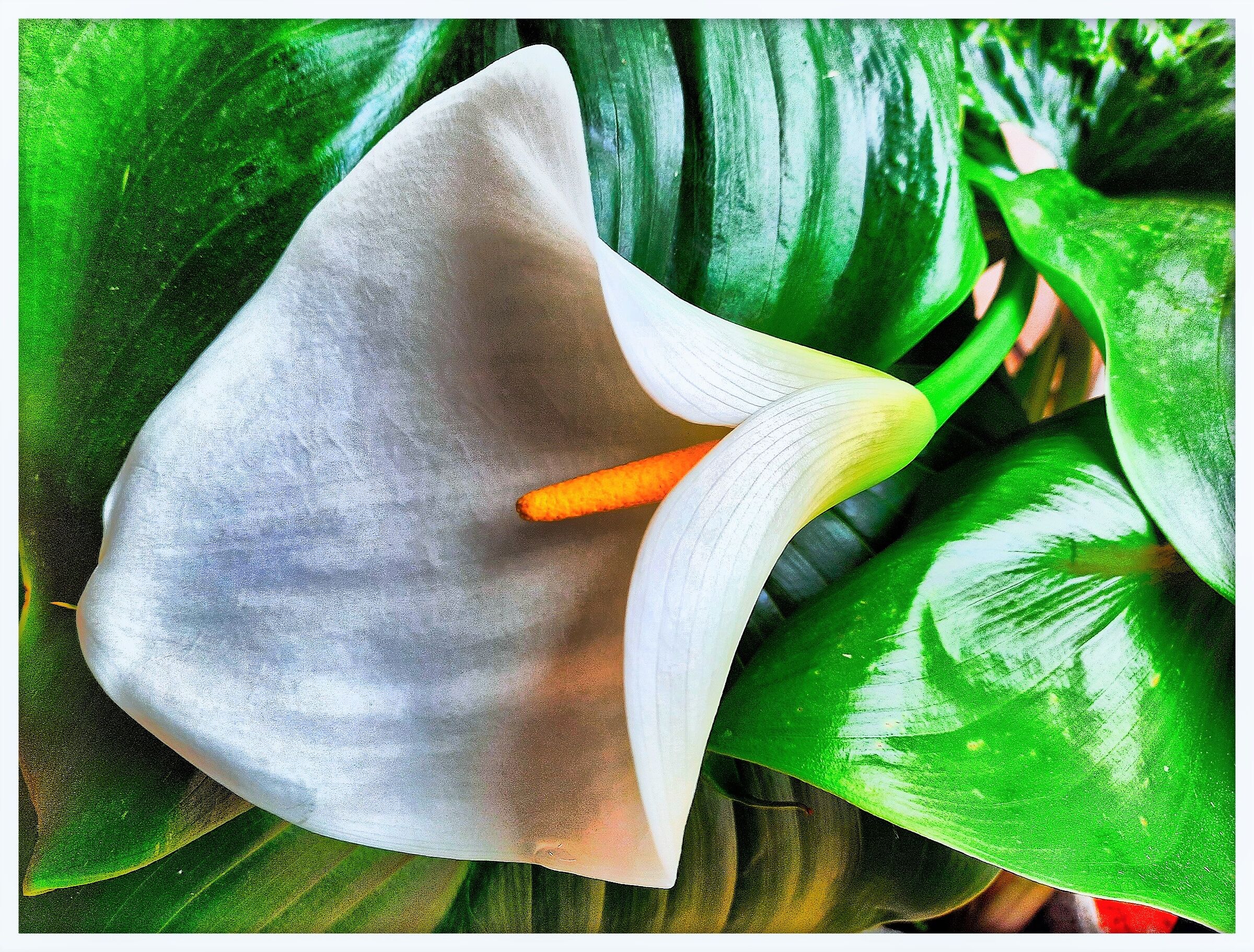 Calla