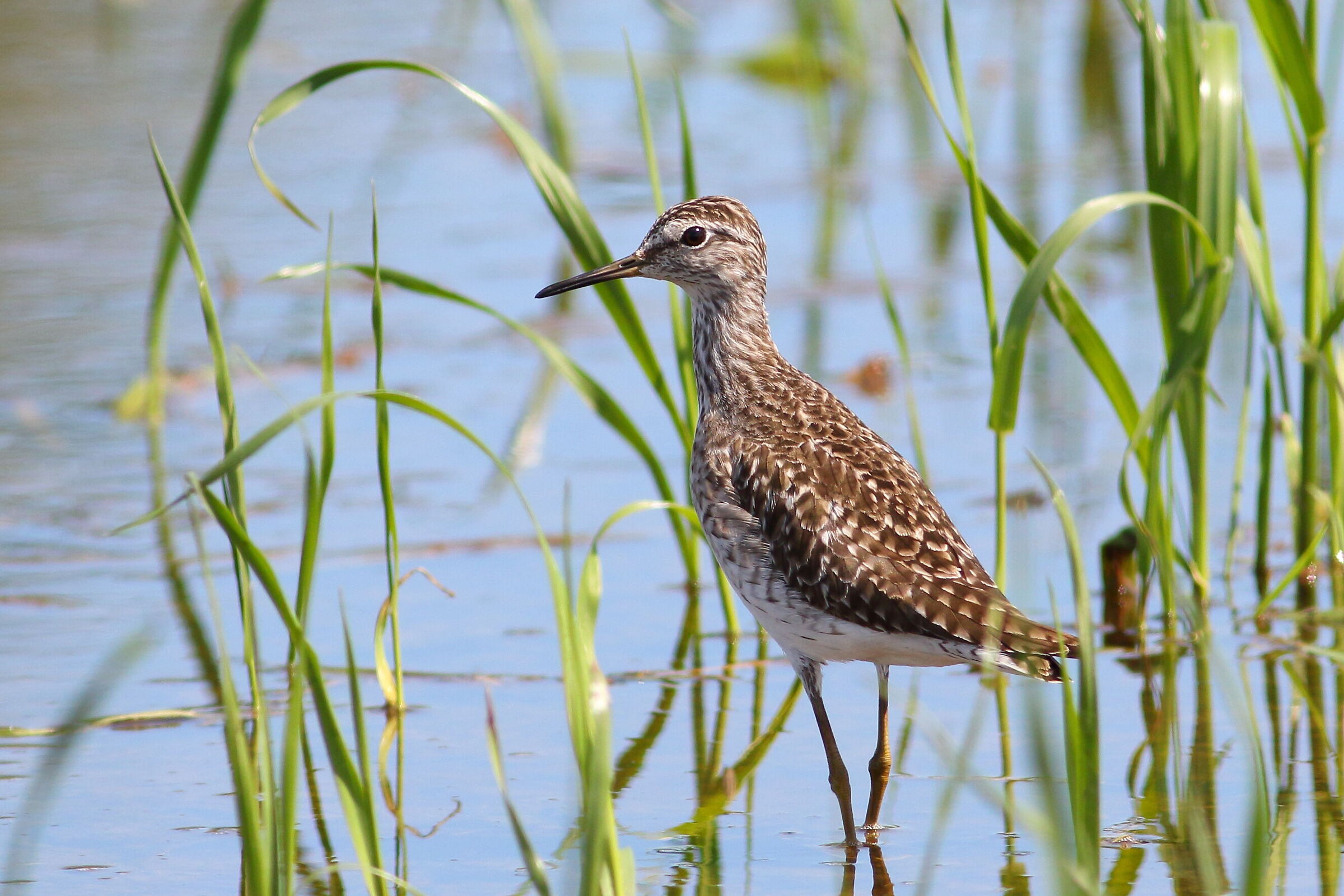 piro piro boschereccio