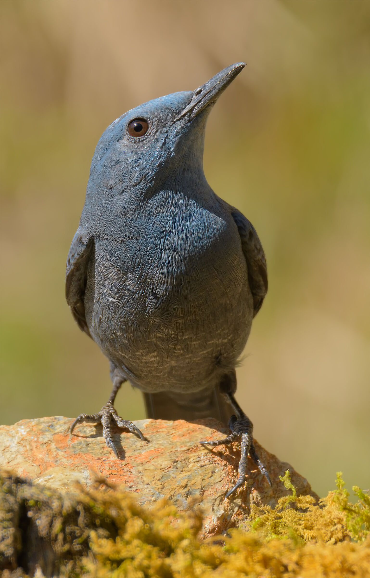 Passero Solitario - Alpi Apuane