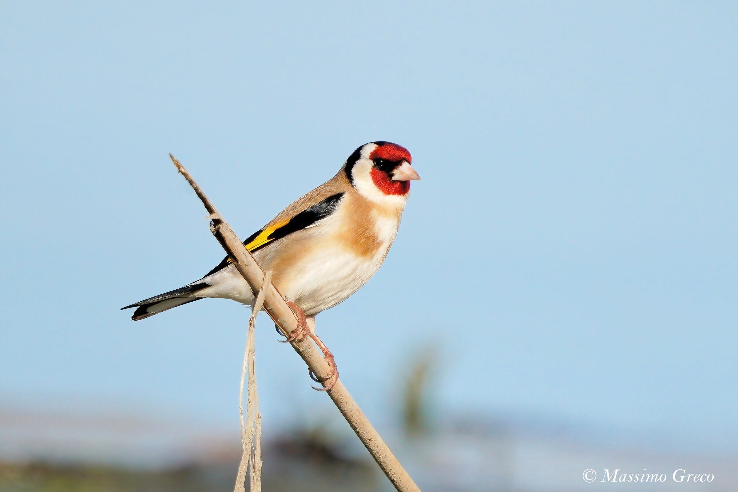 Cardellino (Carduelis carduelis)