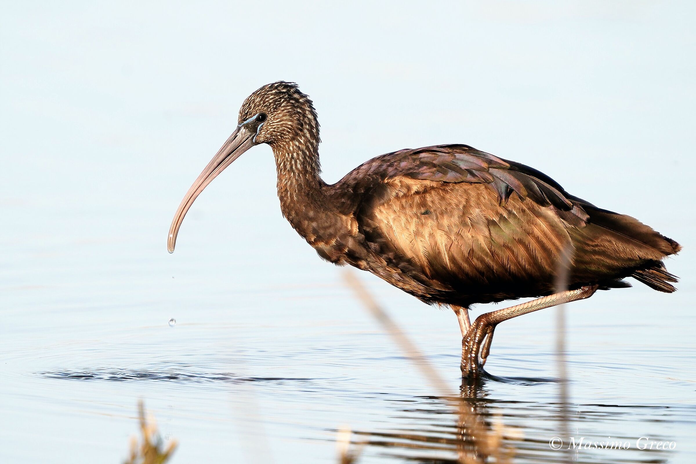 Giovane Mignattaio (Plegadis falcinellus)