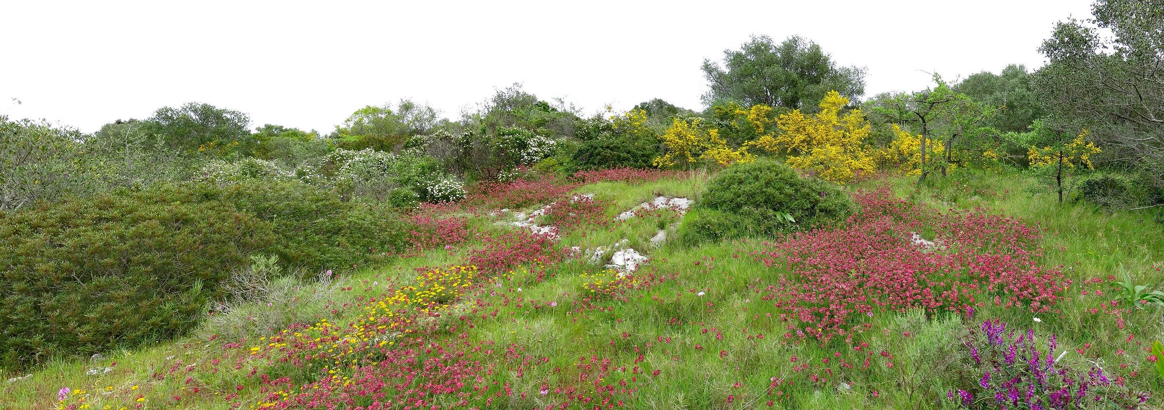 the garden of the Mediterranean maquis