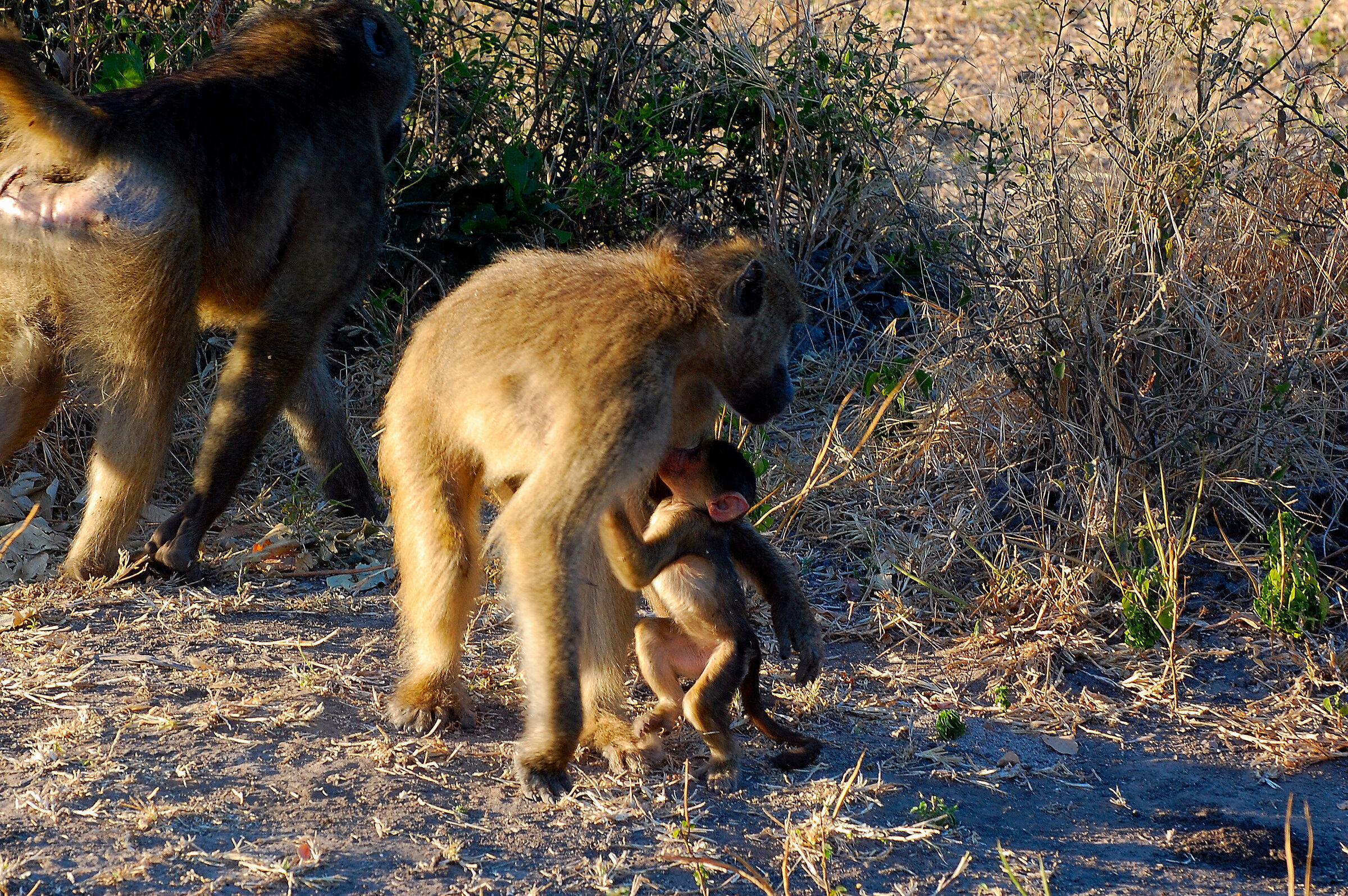 Botswana: Mom I'm hungry