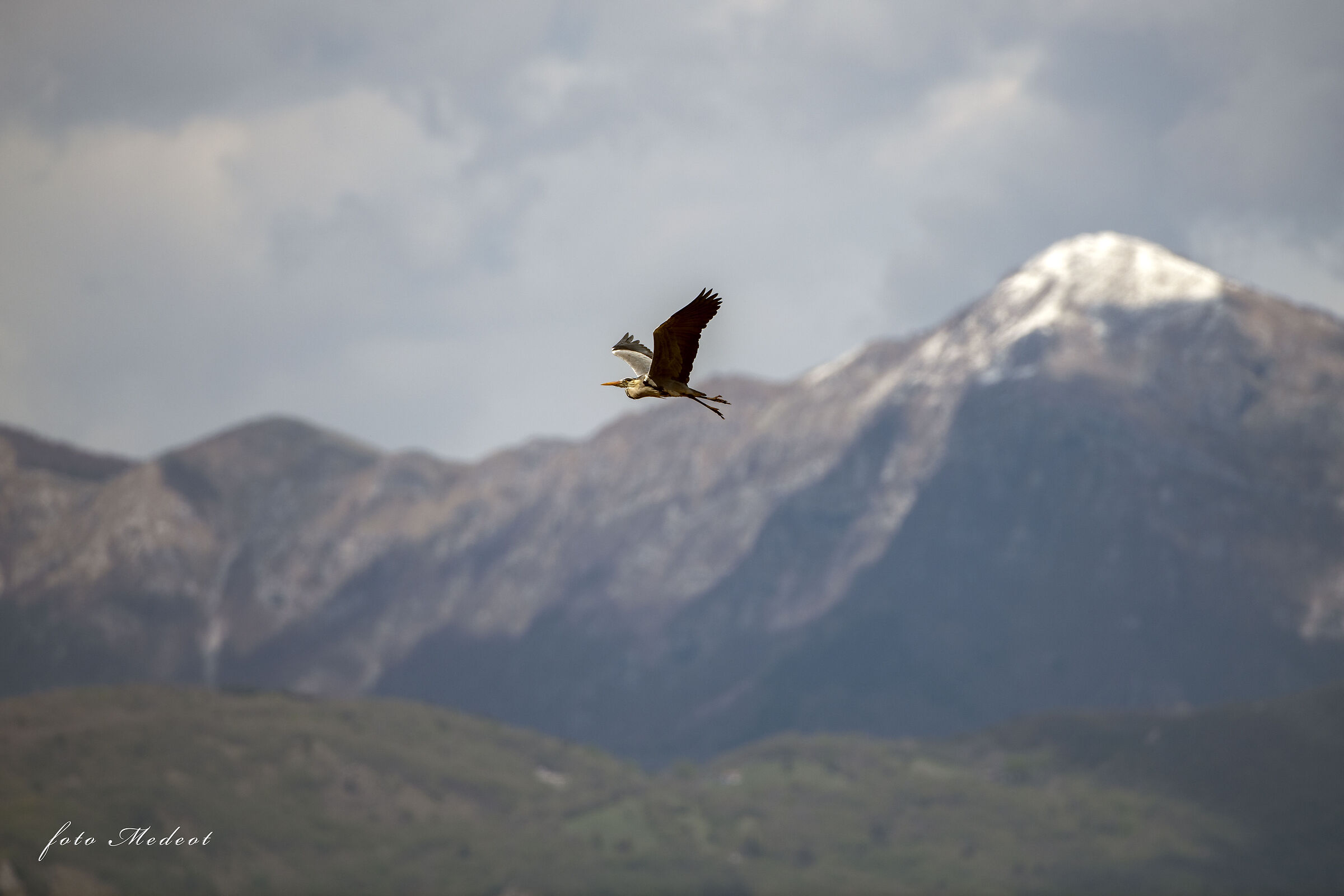 Airone in volo e le montagne