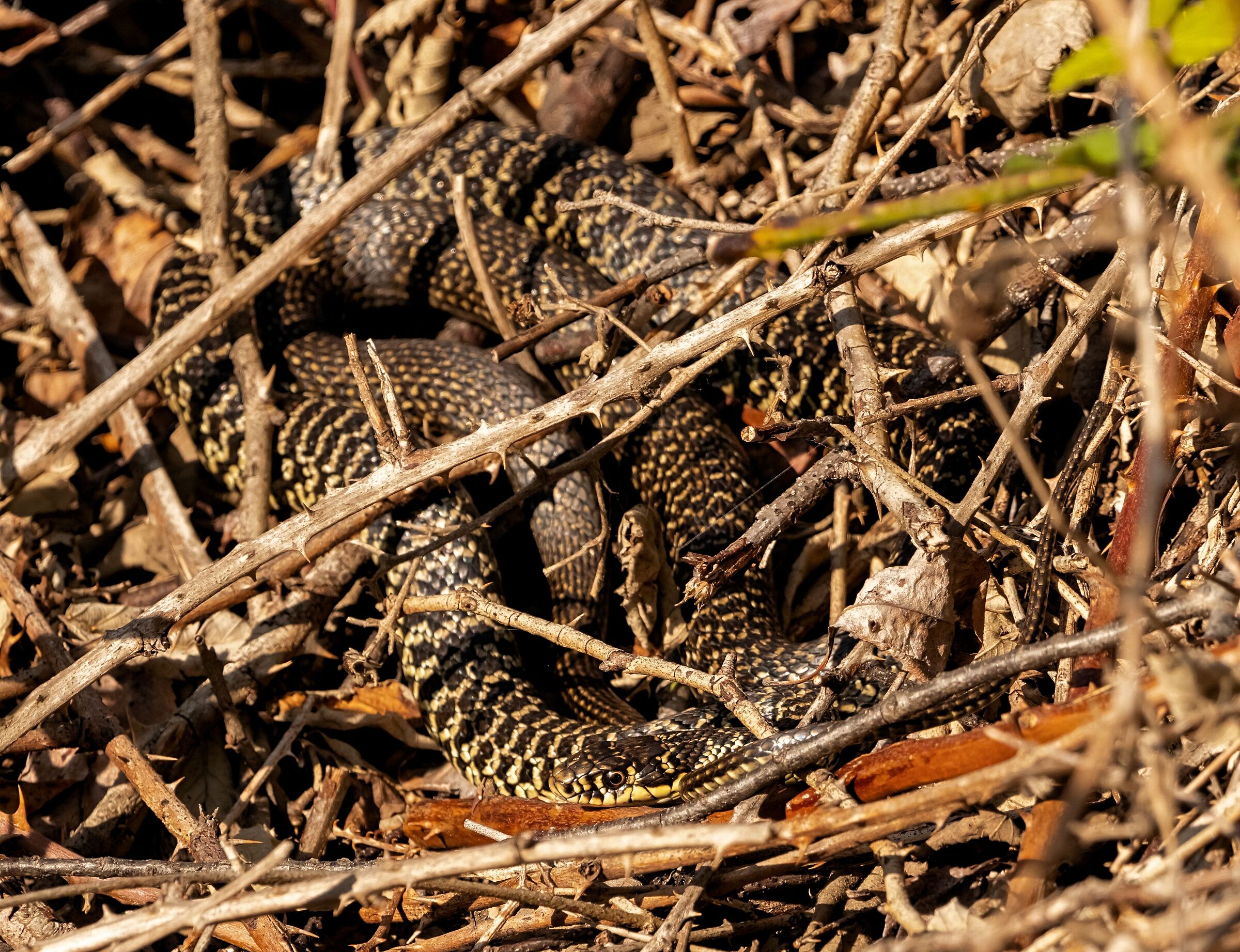 Serpente Biacco in sosta Oasi Lipu 6/05/2021