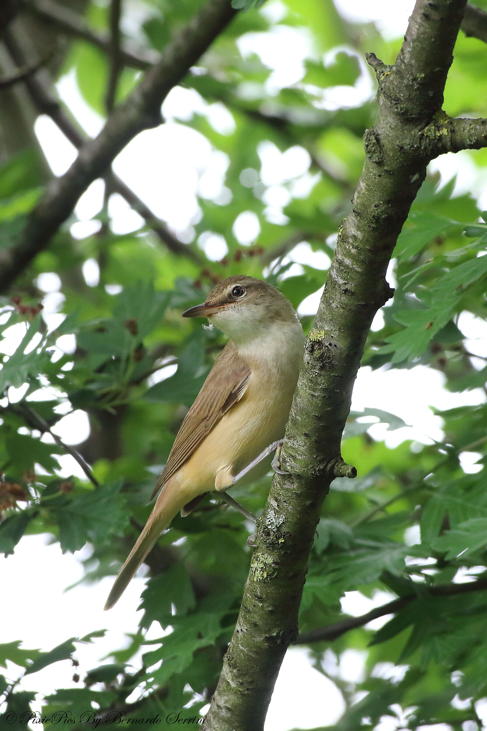 great reed warbler