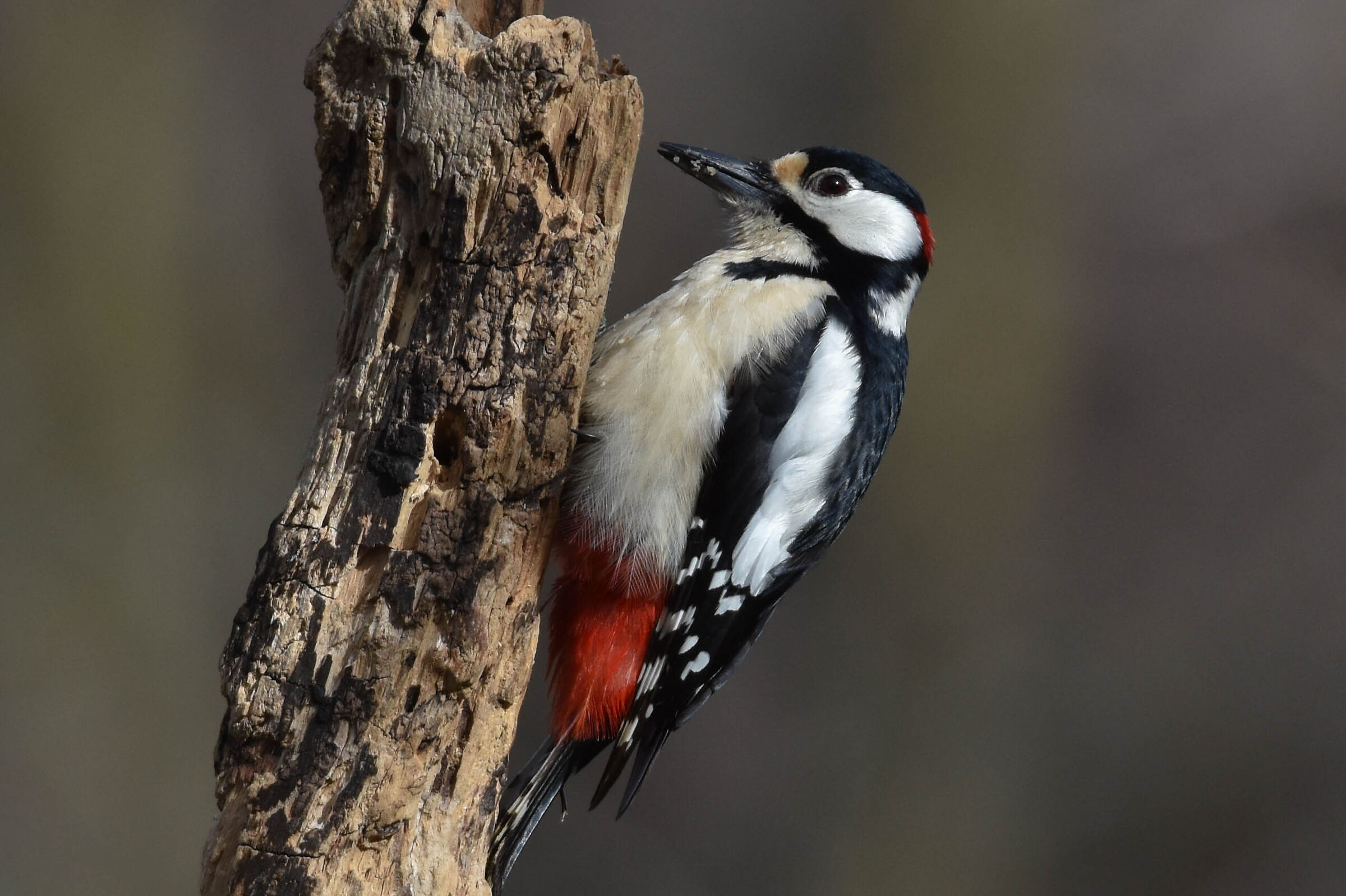 Picchio rosso maggiore