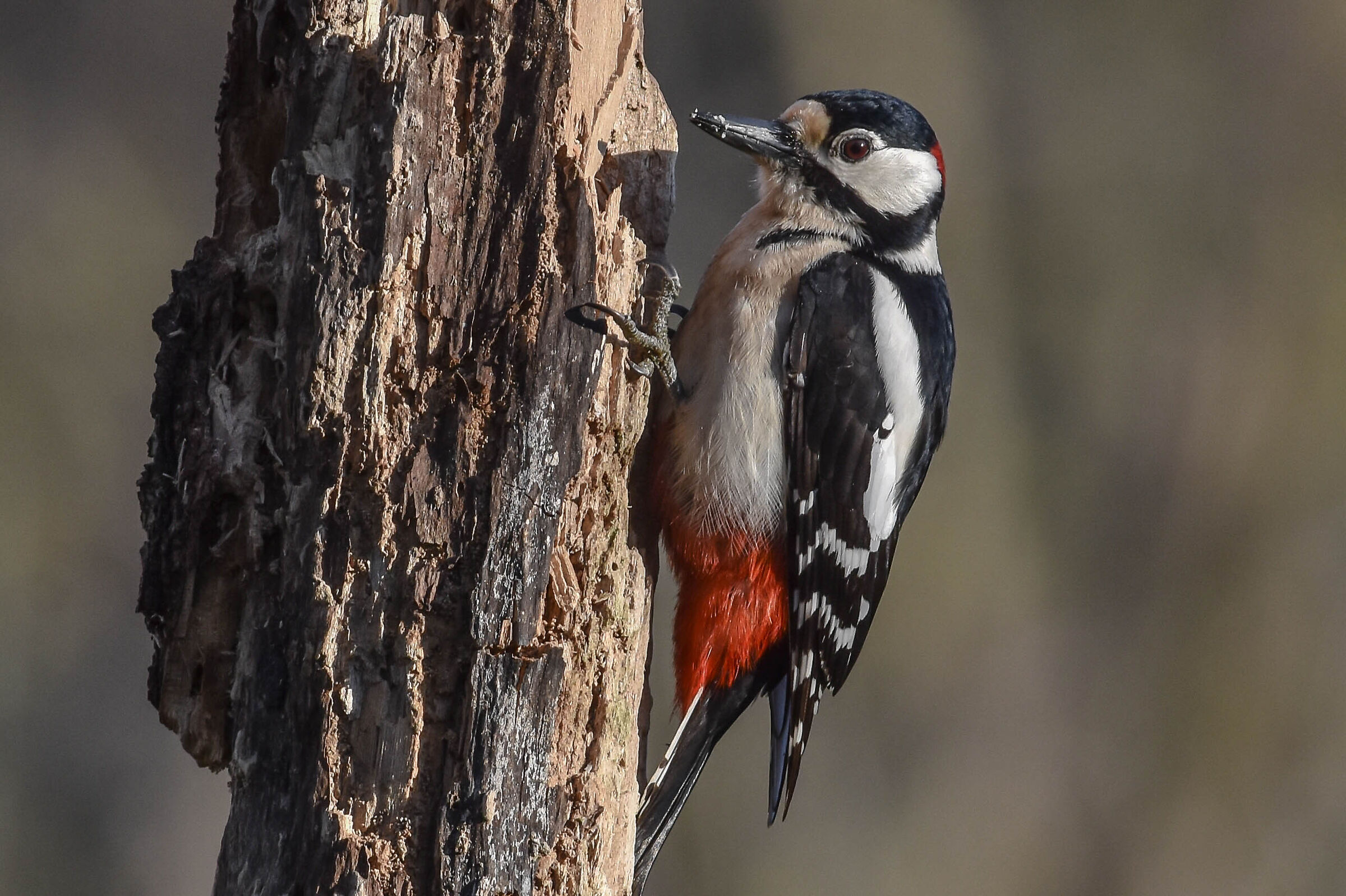 Picchio rosso maggiore