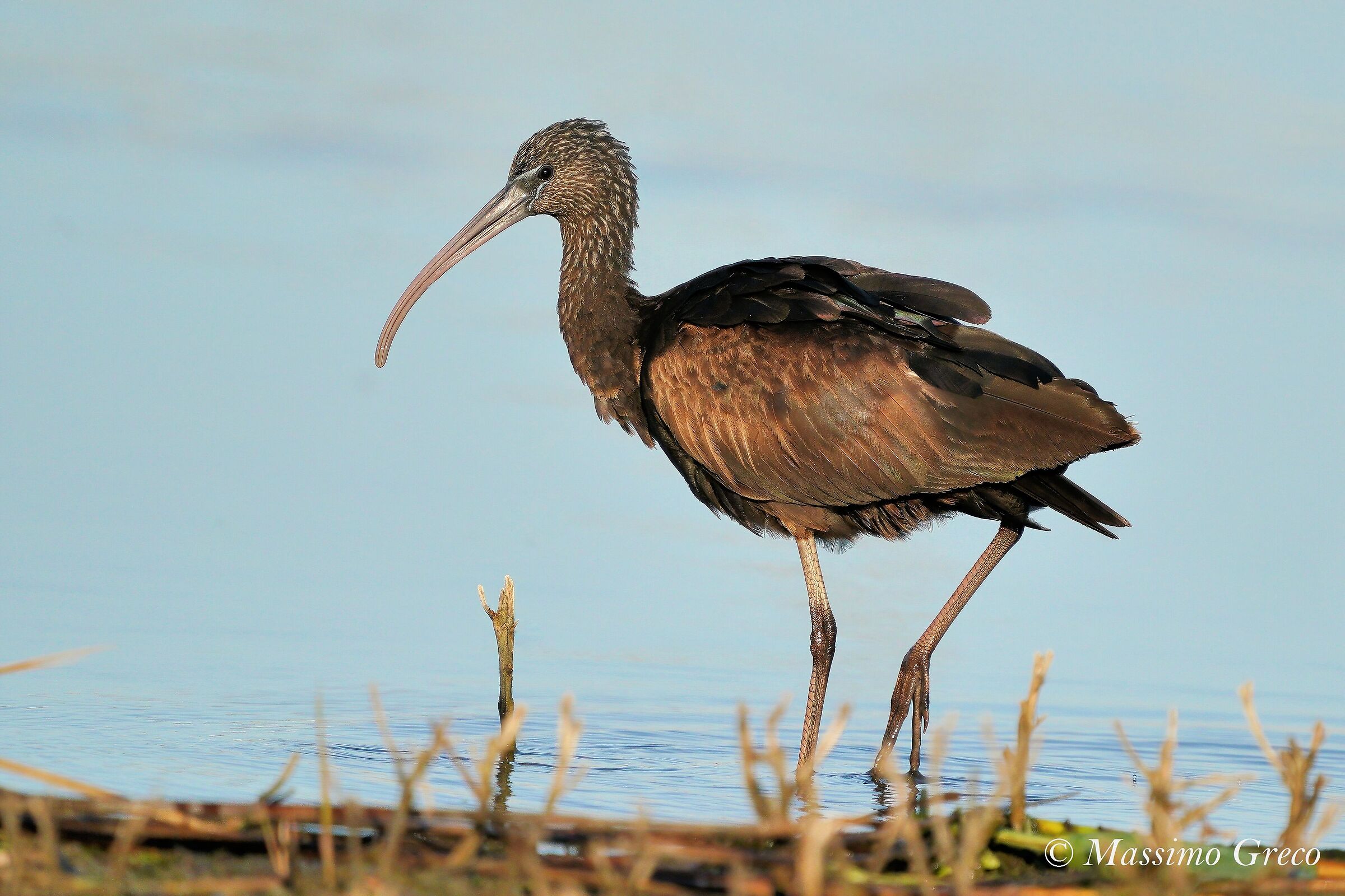 Mignattaio (Plegadis falcinellus)
