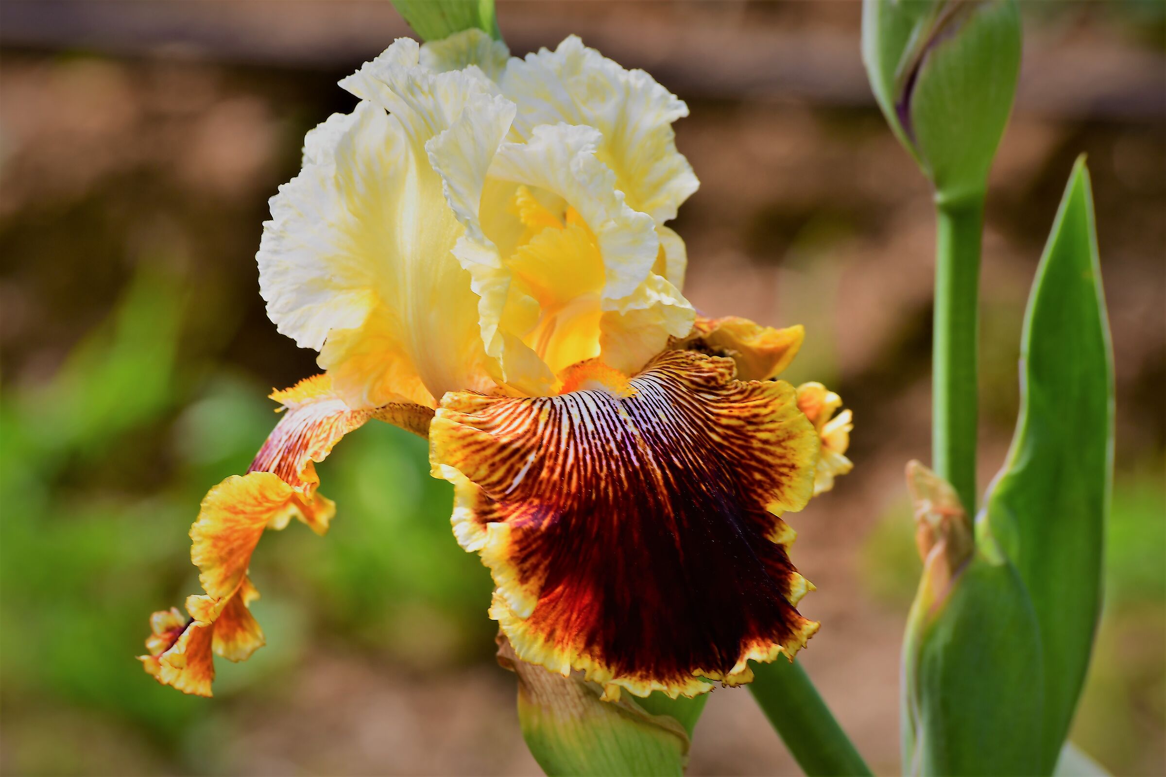 iris garden in florence first blooms