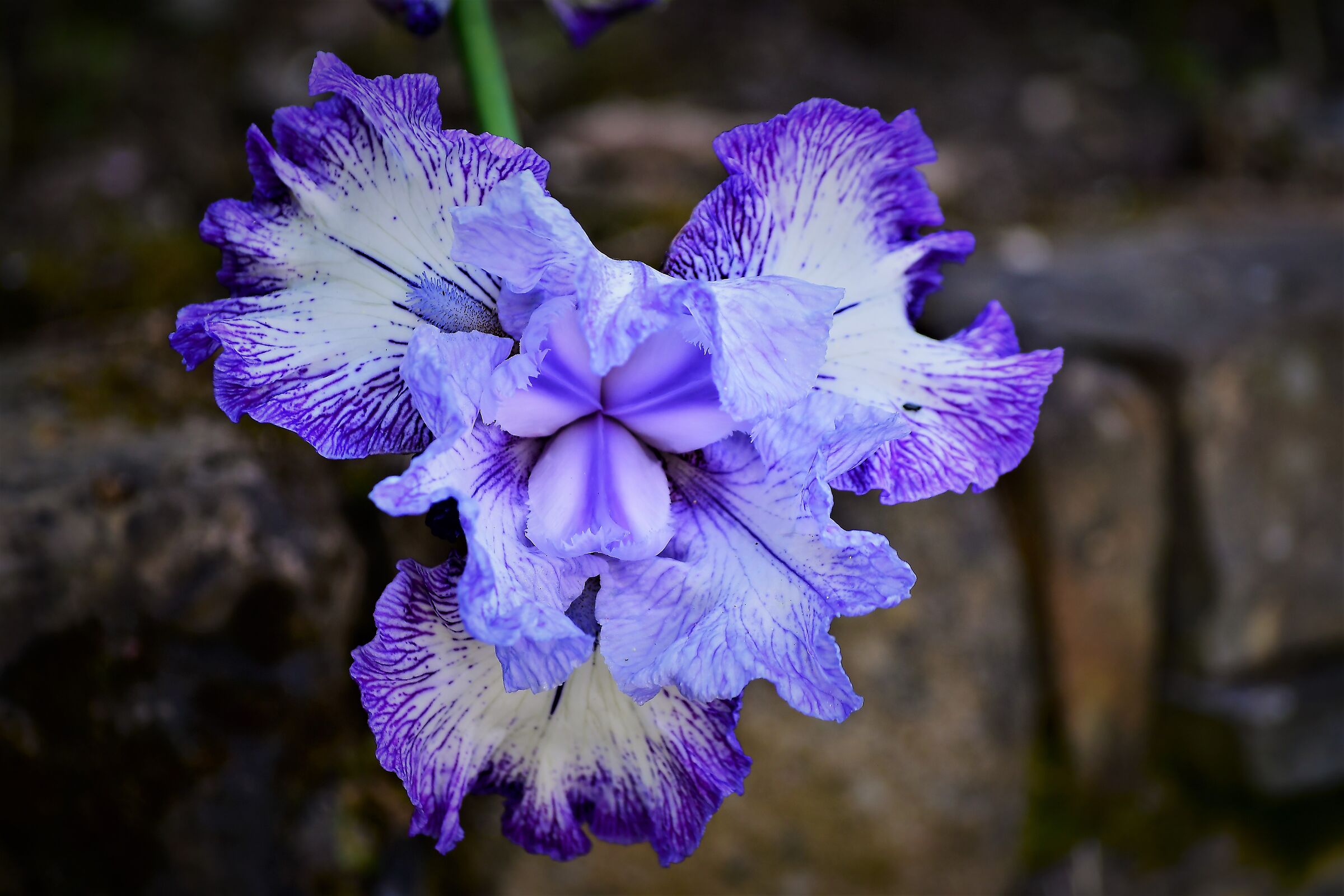 iris in florence