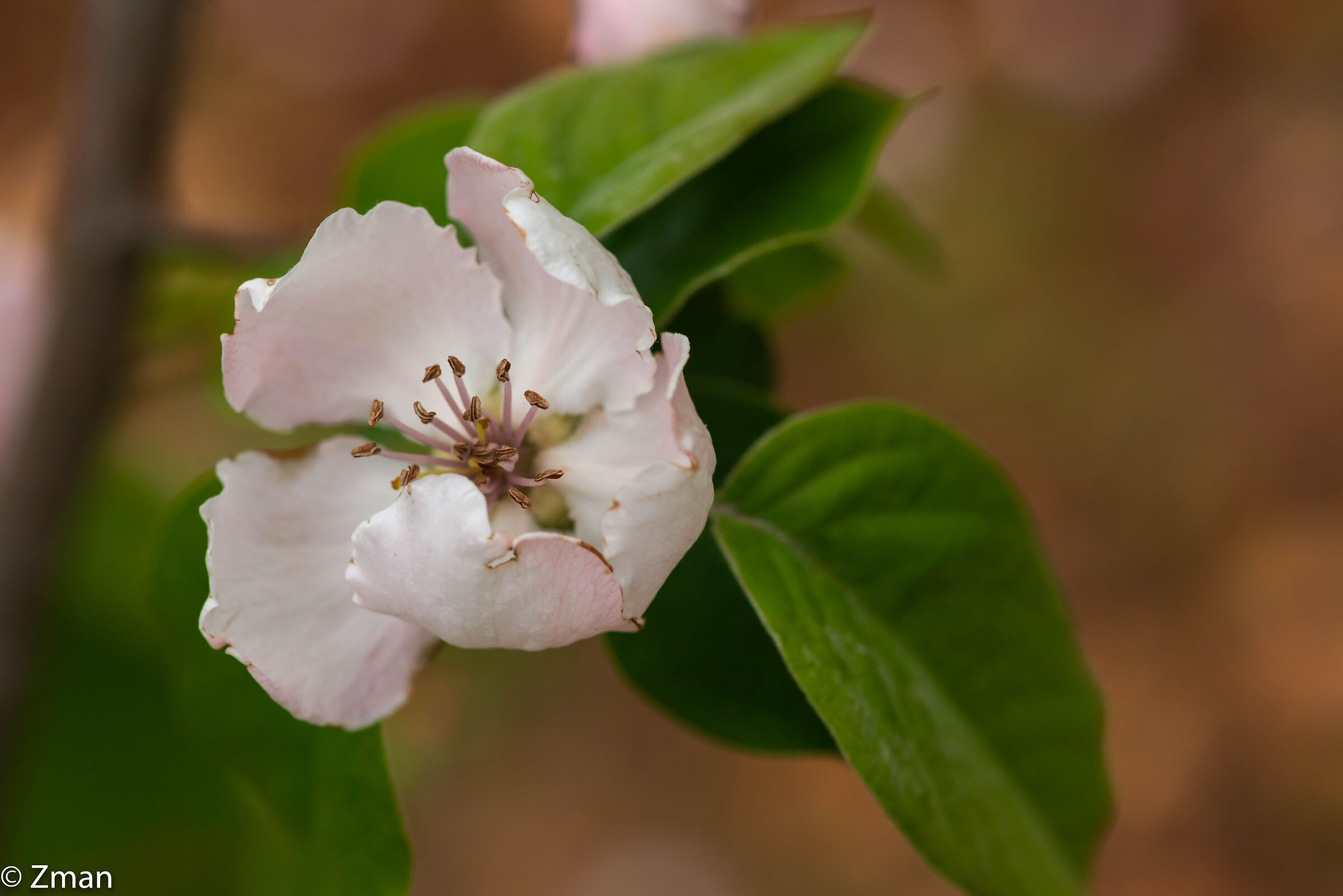 Quince Bloom