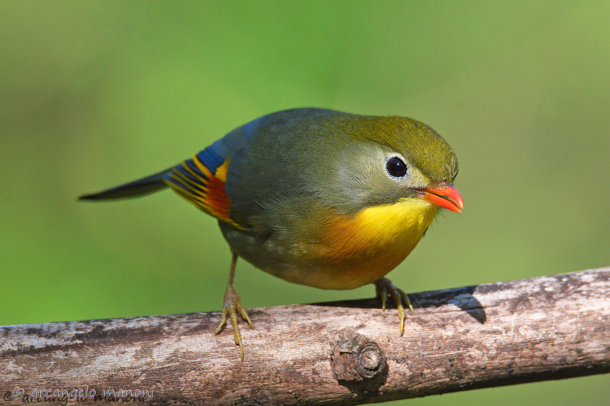 Nightingale of Japan