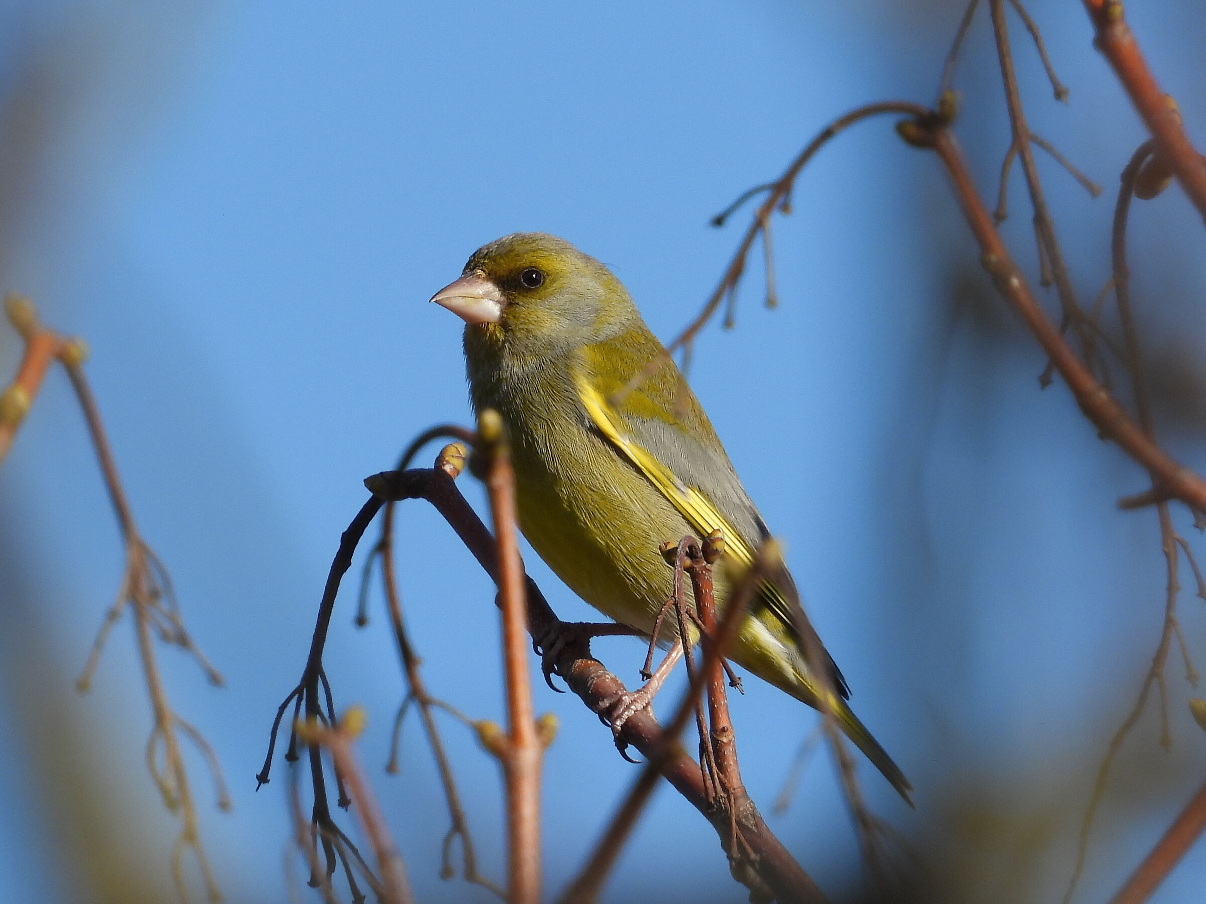 greenfinch