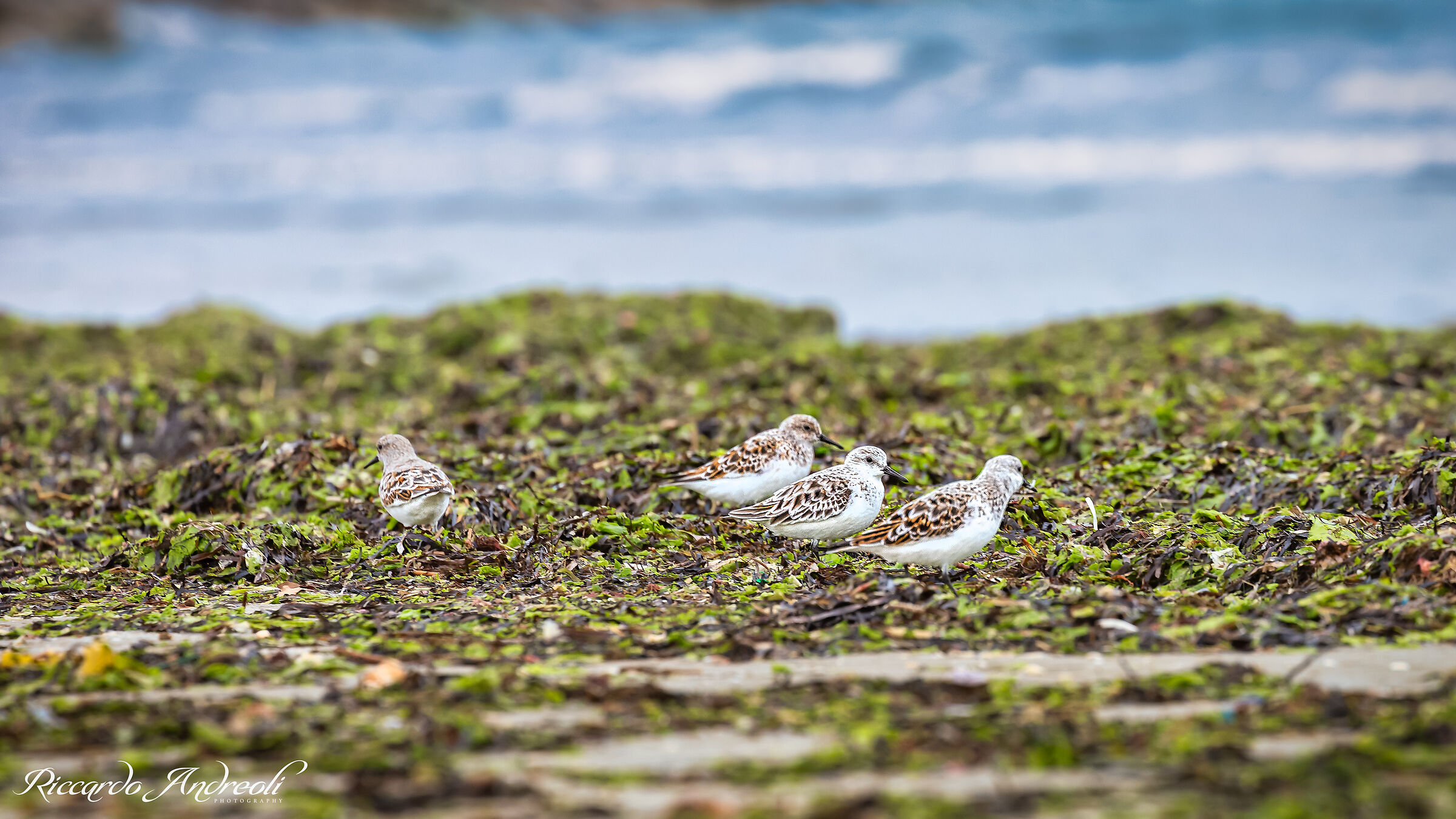 Fratino (Charadrius alexandrinus) beach / Venice