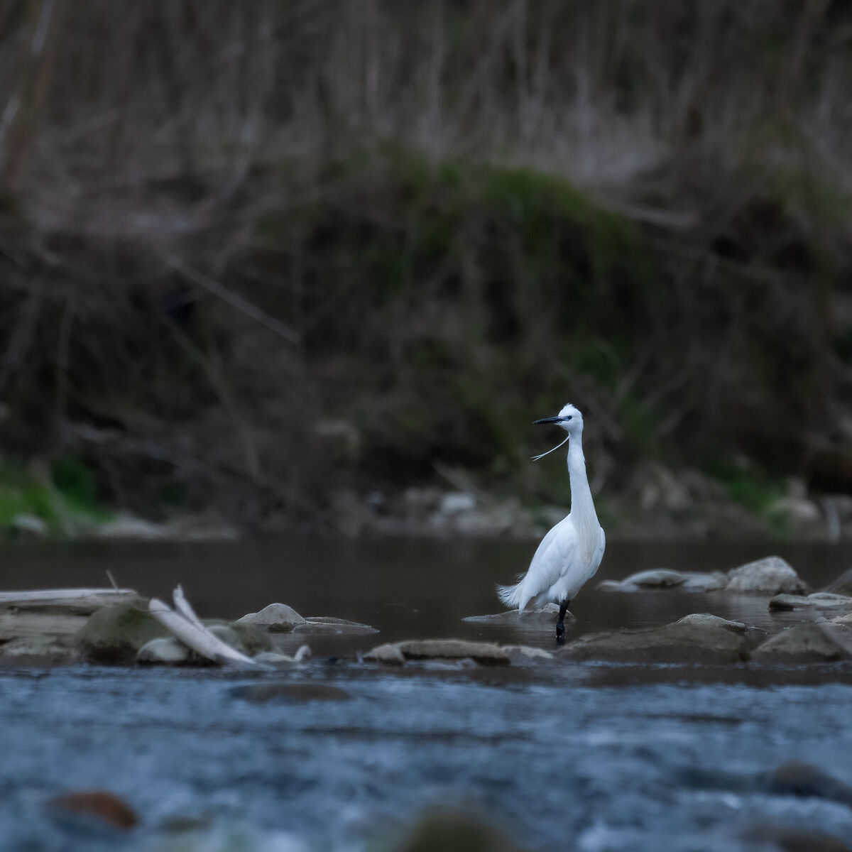 Garzetta, fiume Bormida