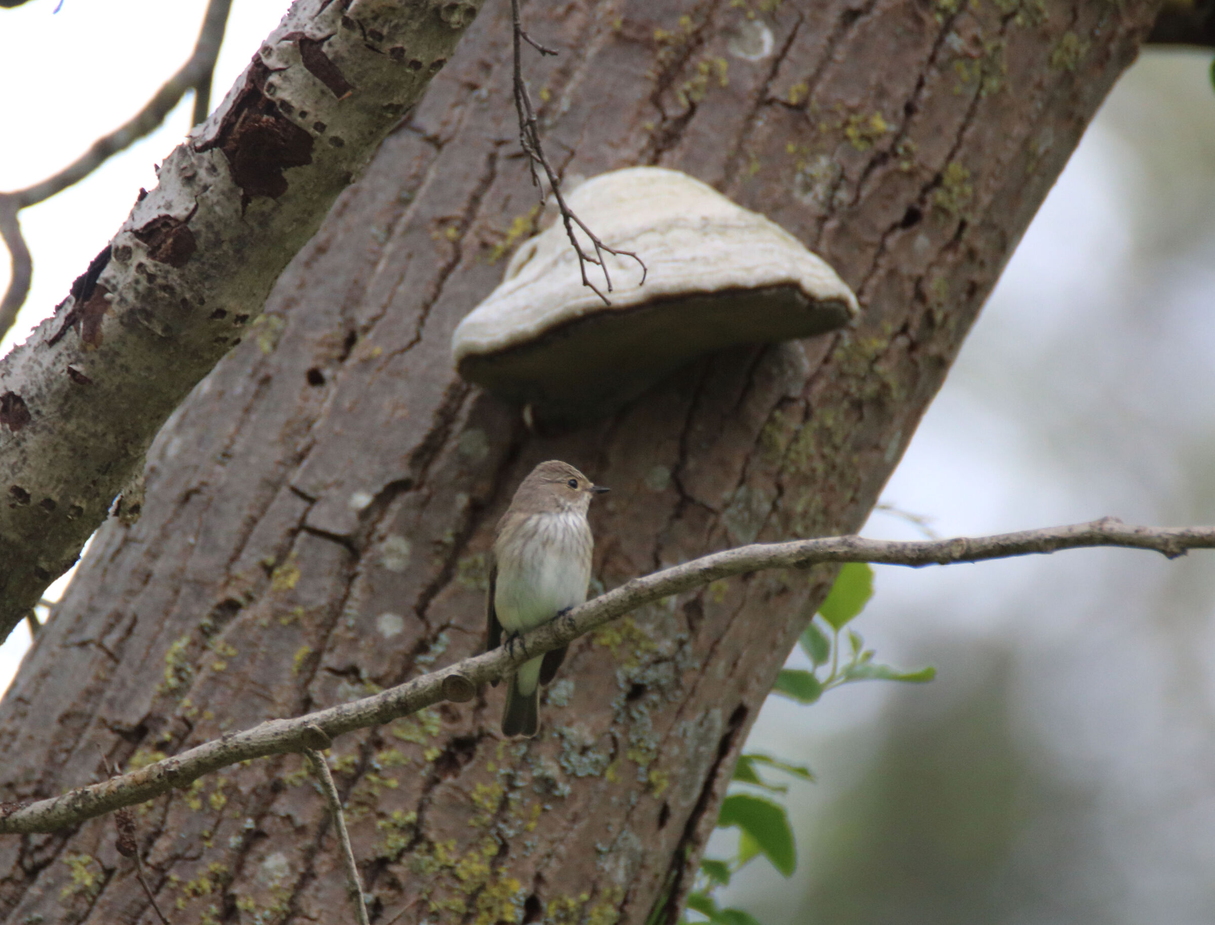 Pigliamosche. Parco della Versiliana
