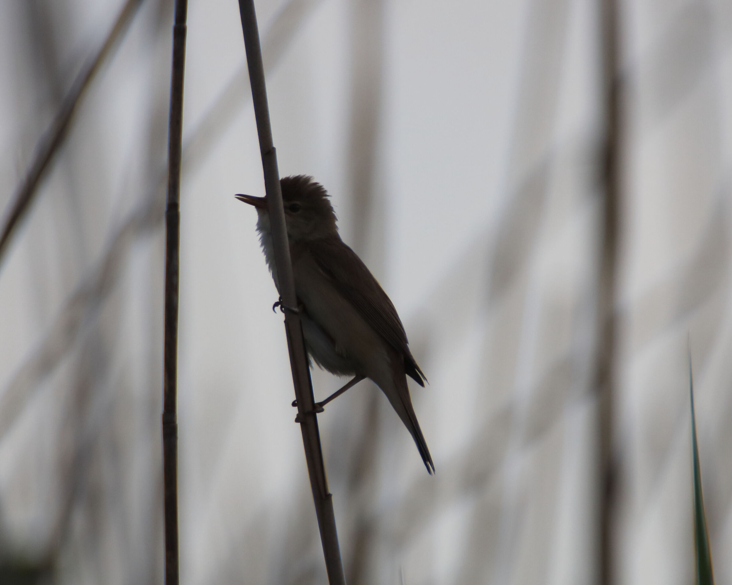 Cannaiola. Massaciuccoli