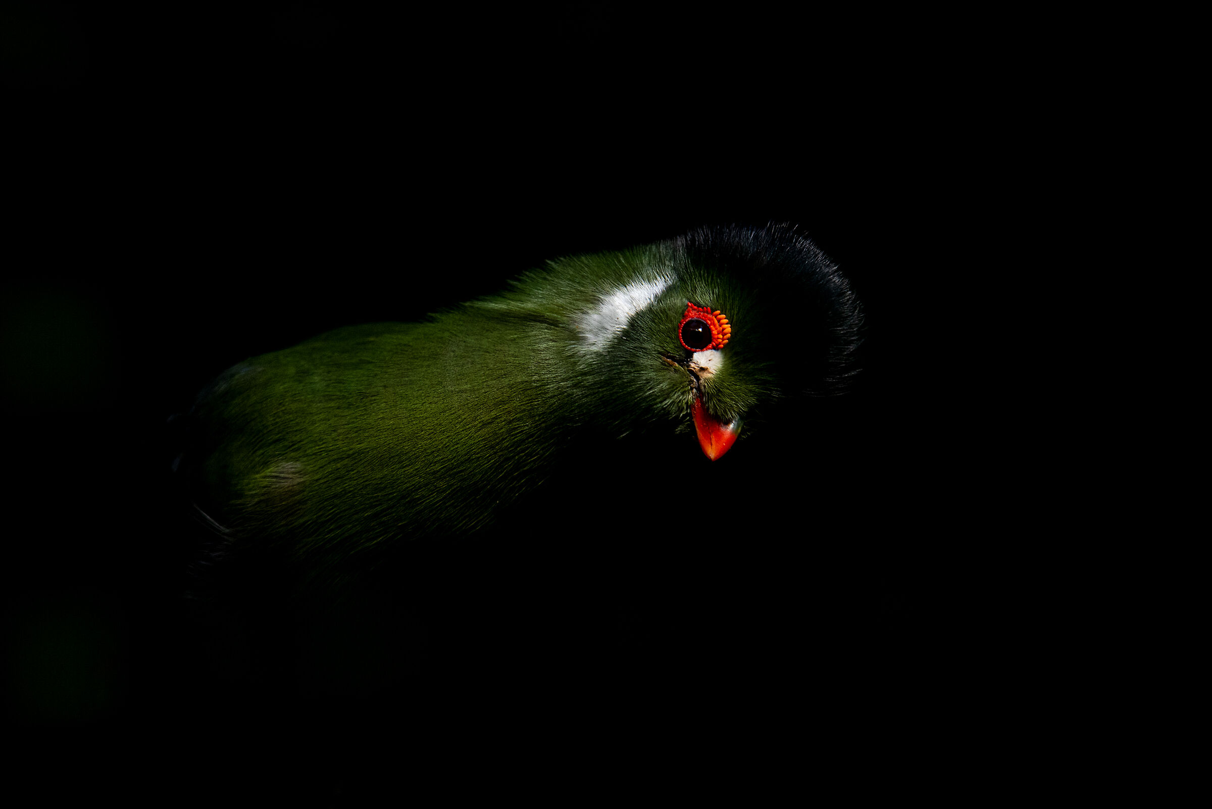 Turaco guanciabianca (Turaco leucotis)