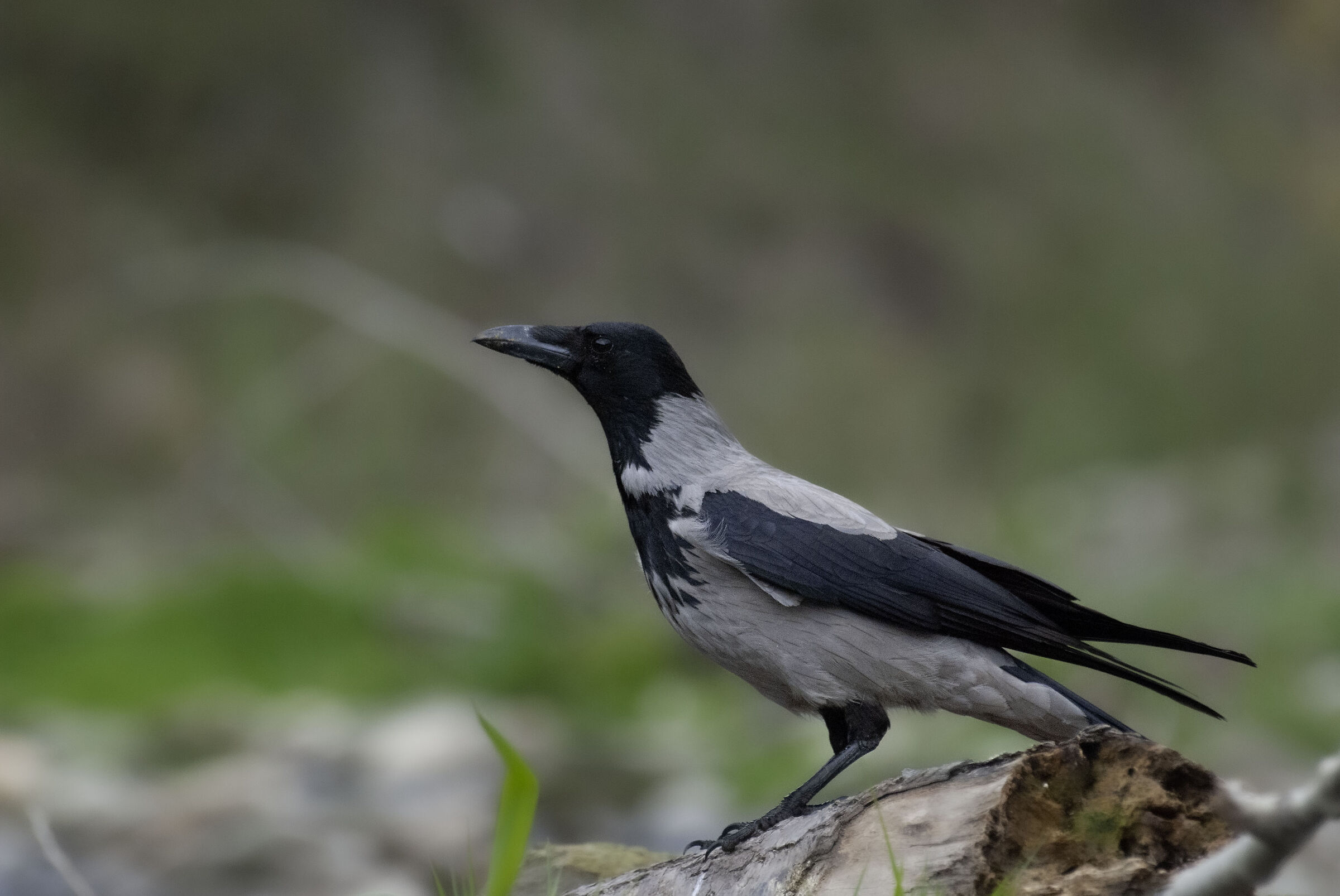 Cornacchia, fiume Bormida