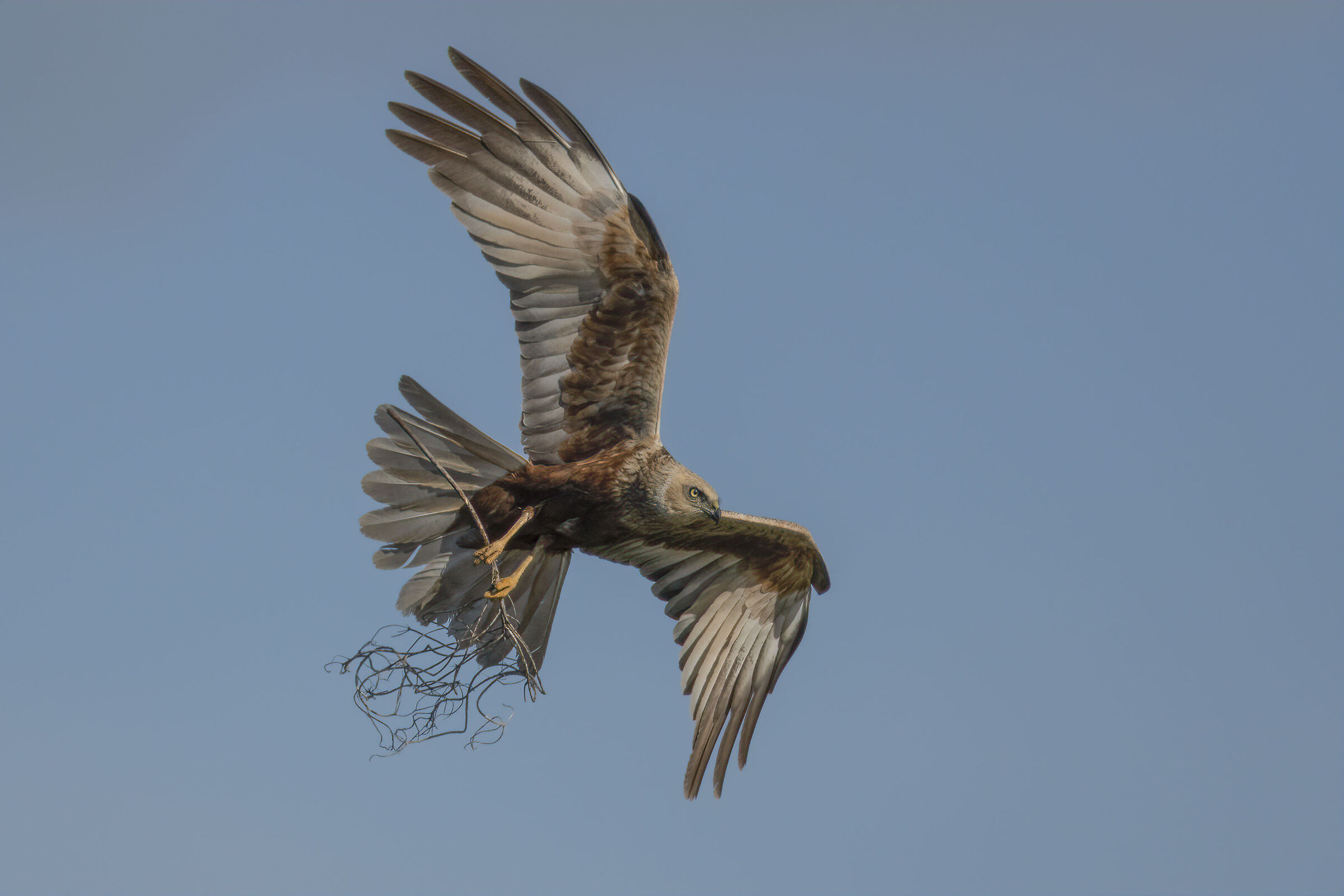 falco di palude maschio