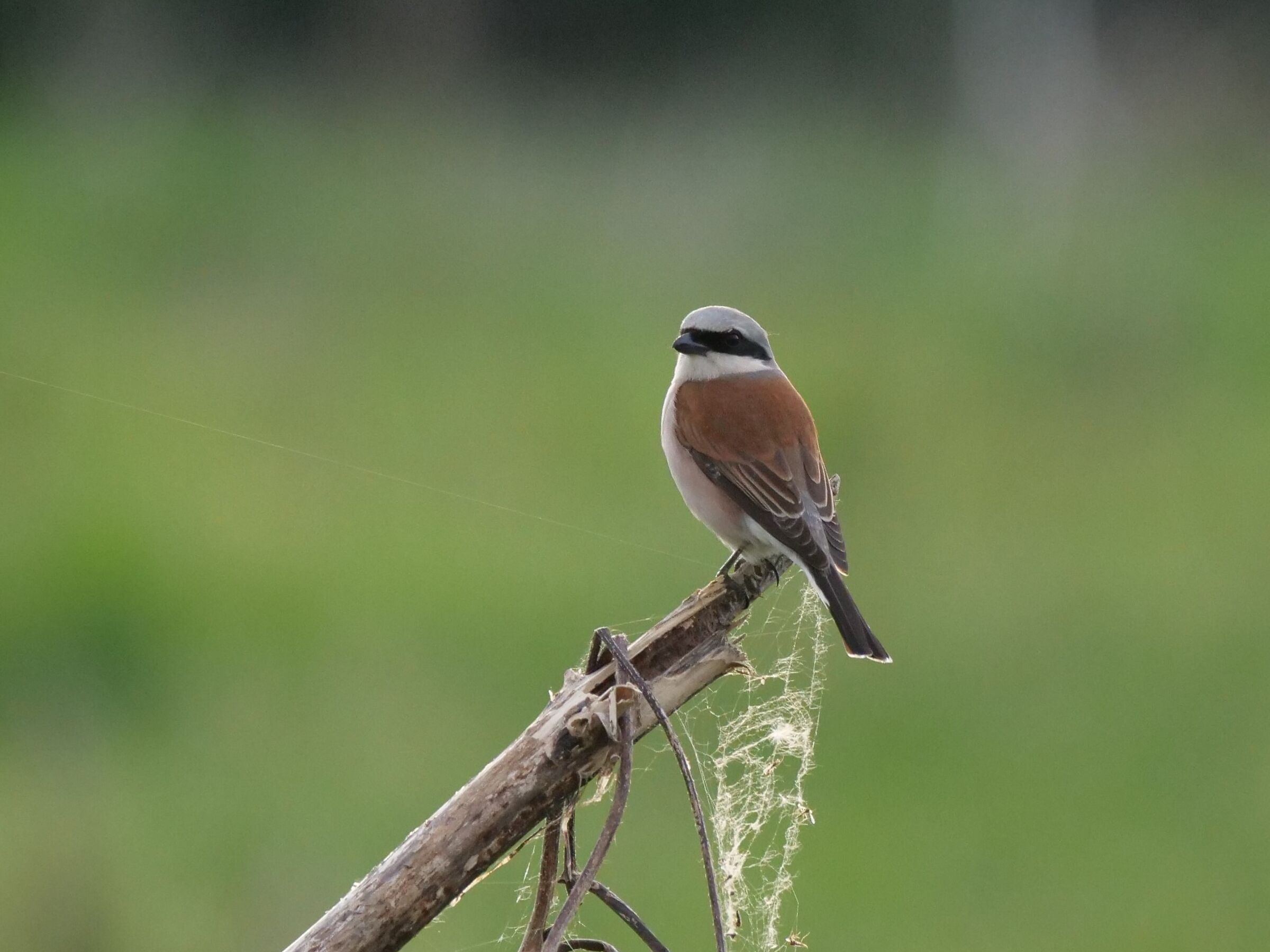 Averla piccola (Lanius collurio) maschio