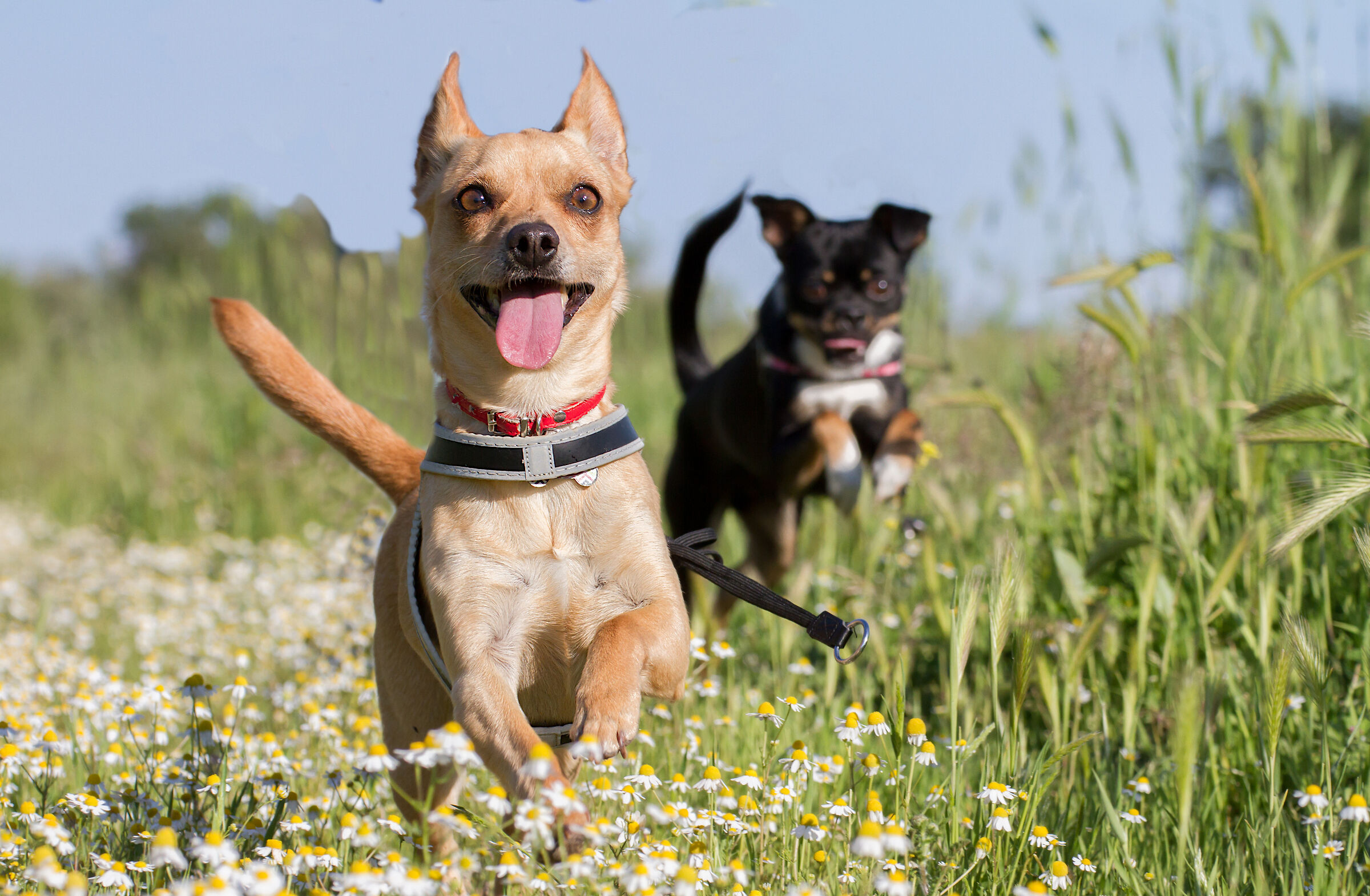 Penny e Pippo