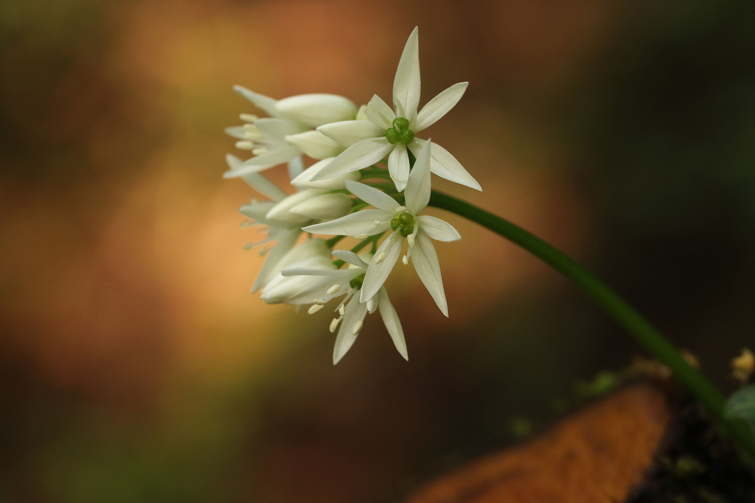 umile fiore di erba cipollina